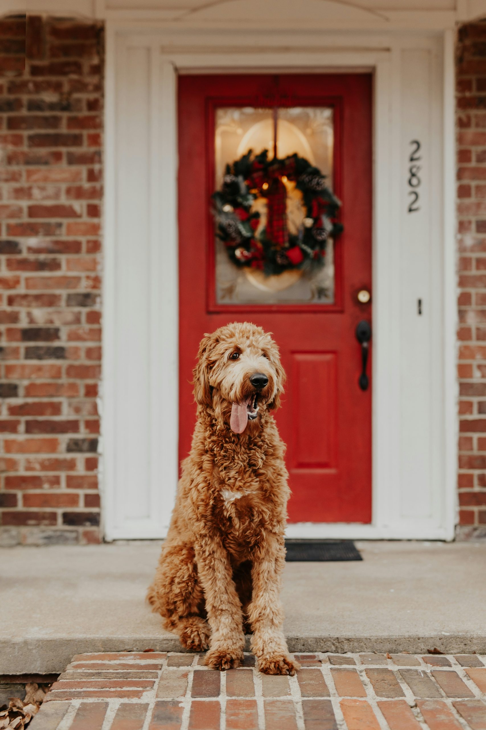 Online Vet Buckeye AZ