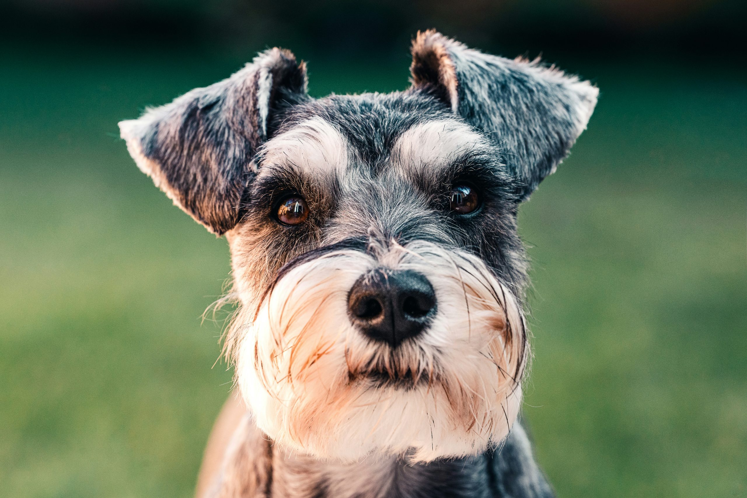 Online Vet Buckeye AZ