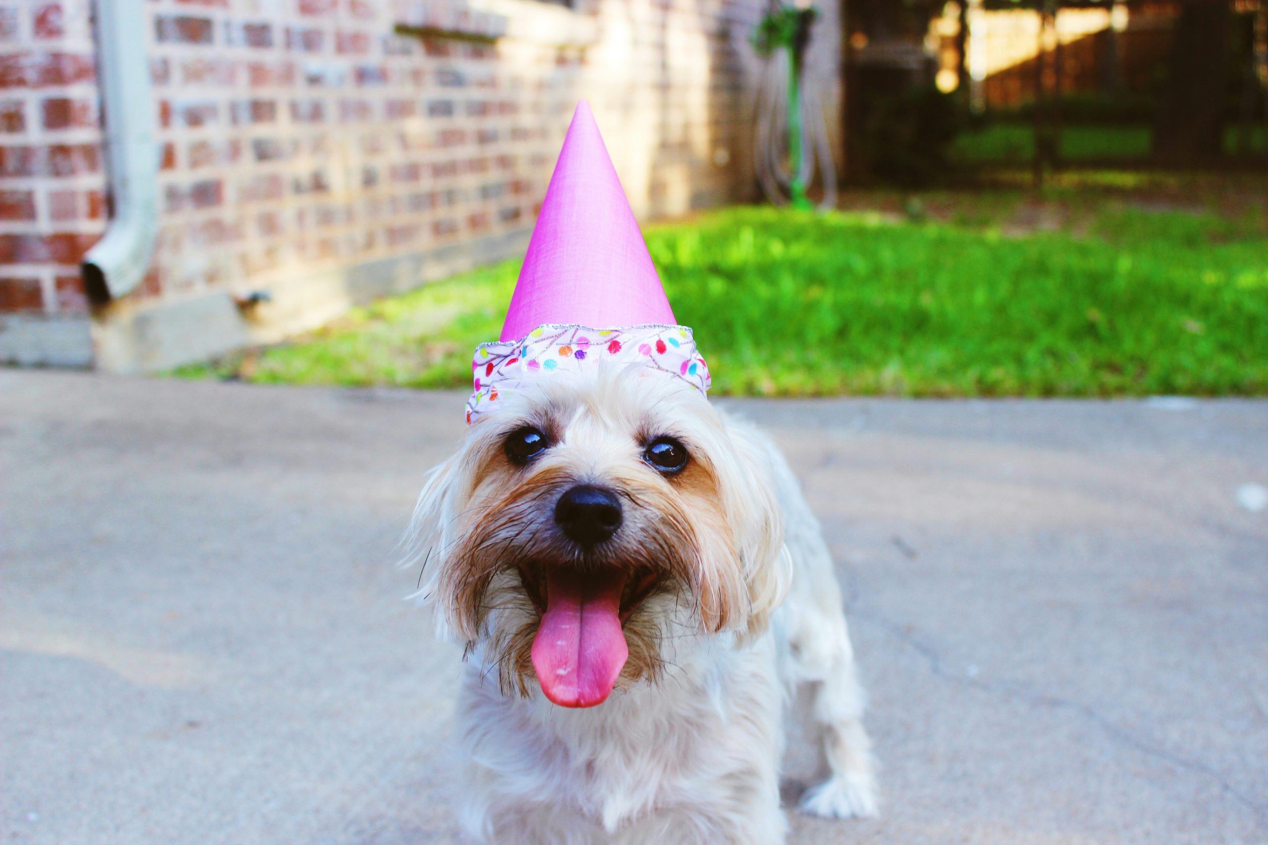 Online Vet Burbank CA