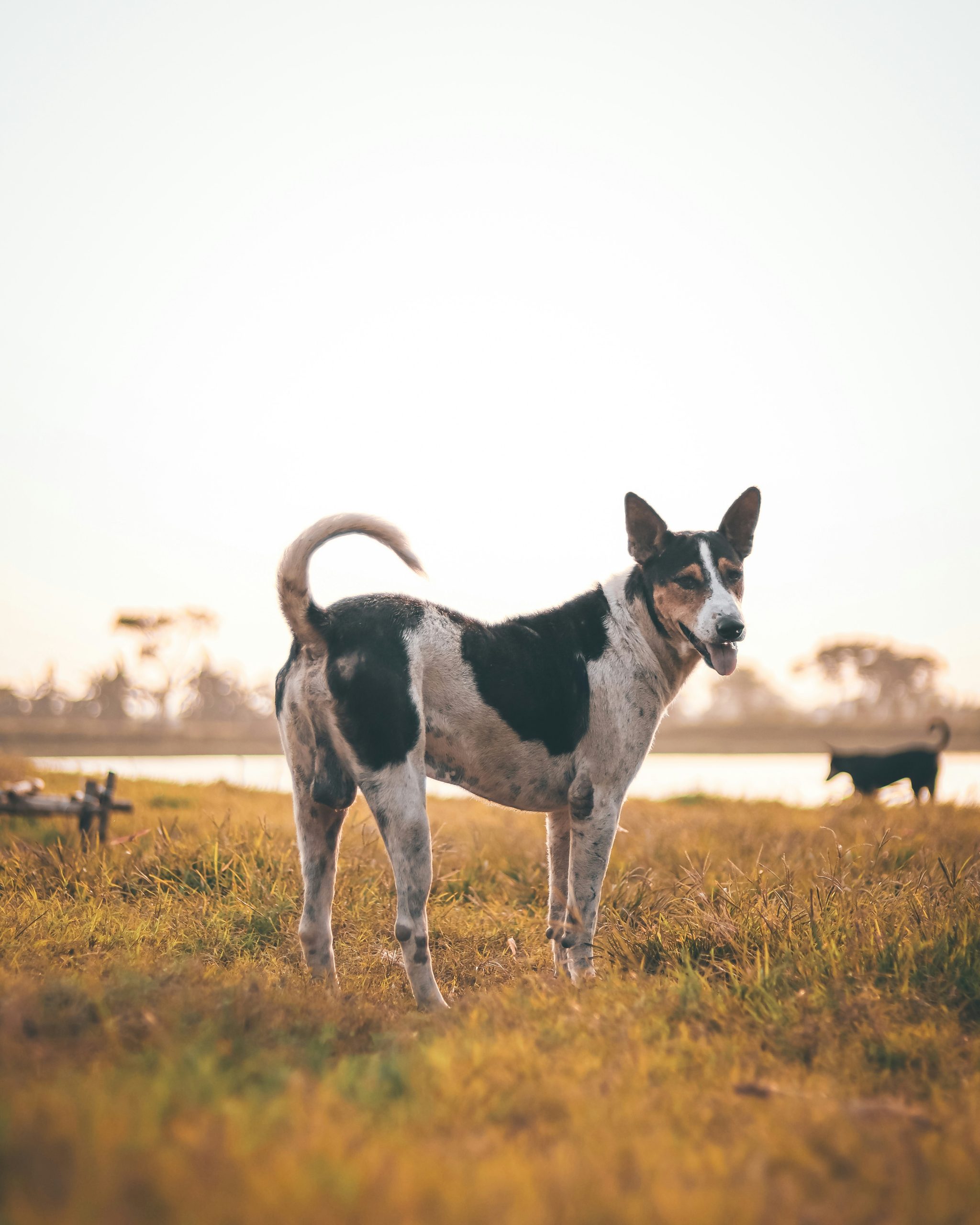 Online Vet Carlsbad CA