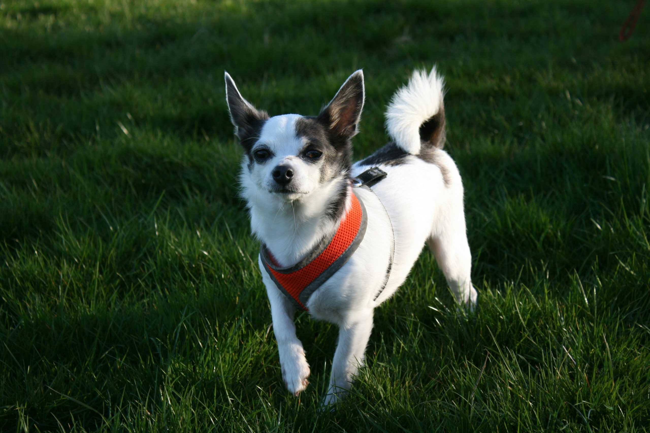 Online Vet Carlsbad CA