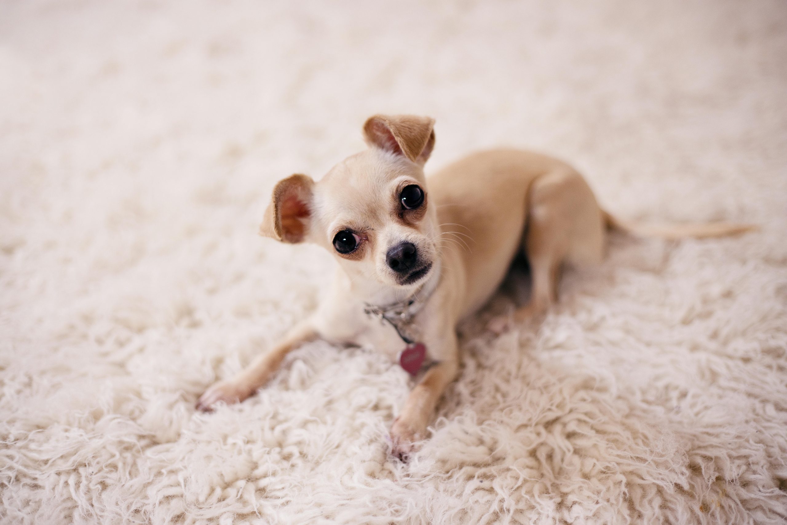 Online Vet Centennial CO