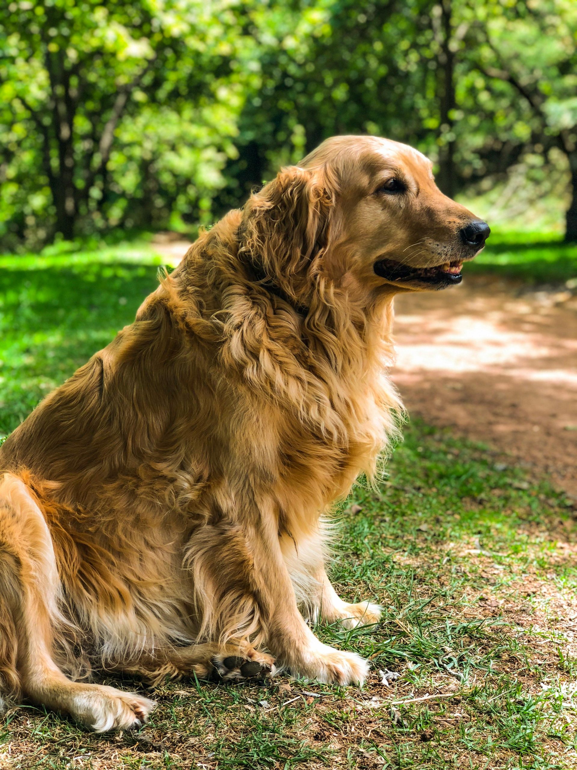 Online Vet Centennial CO