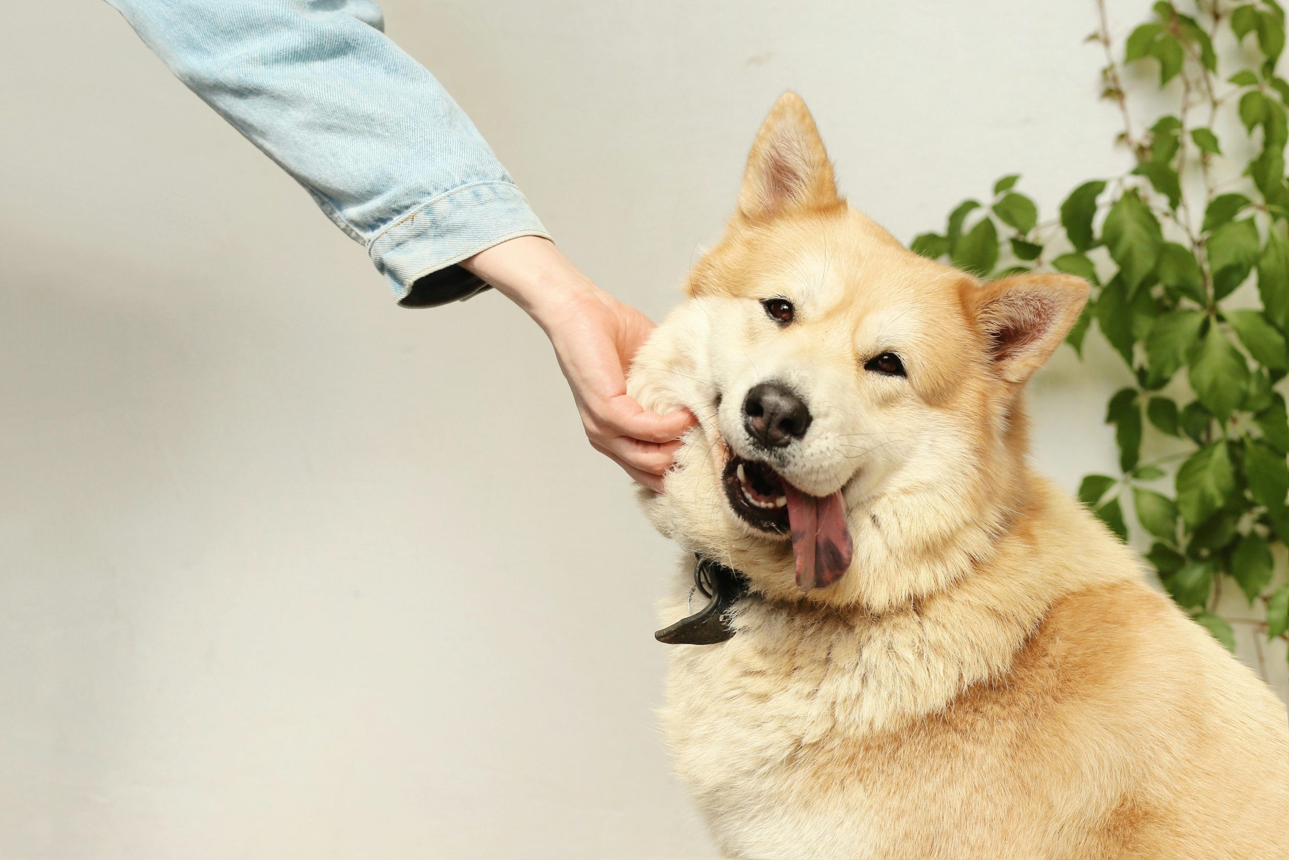 Online Vet Centennial CO