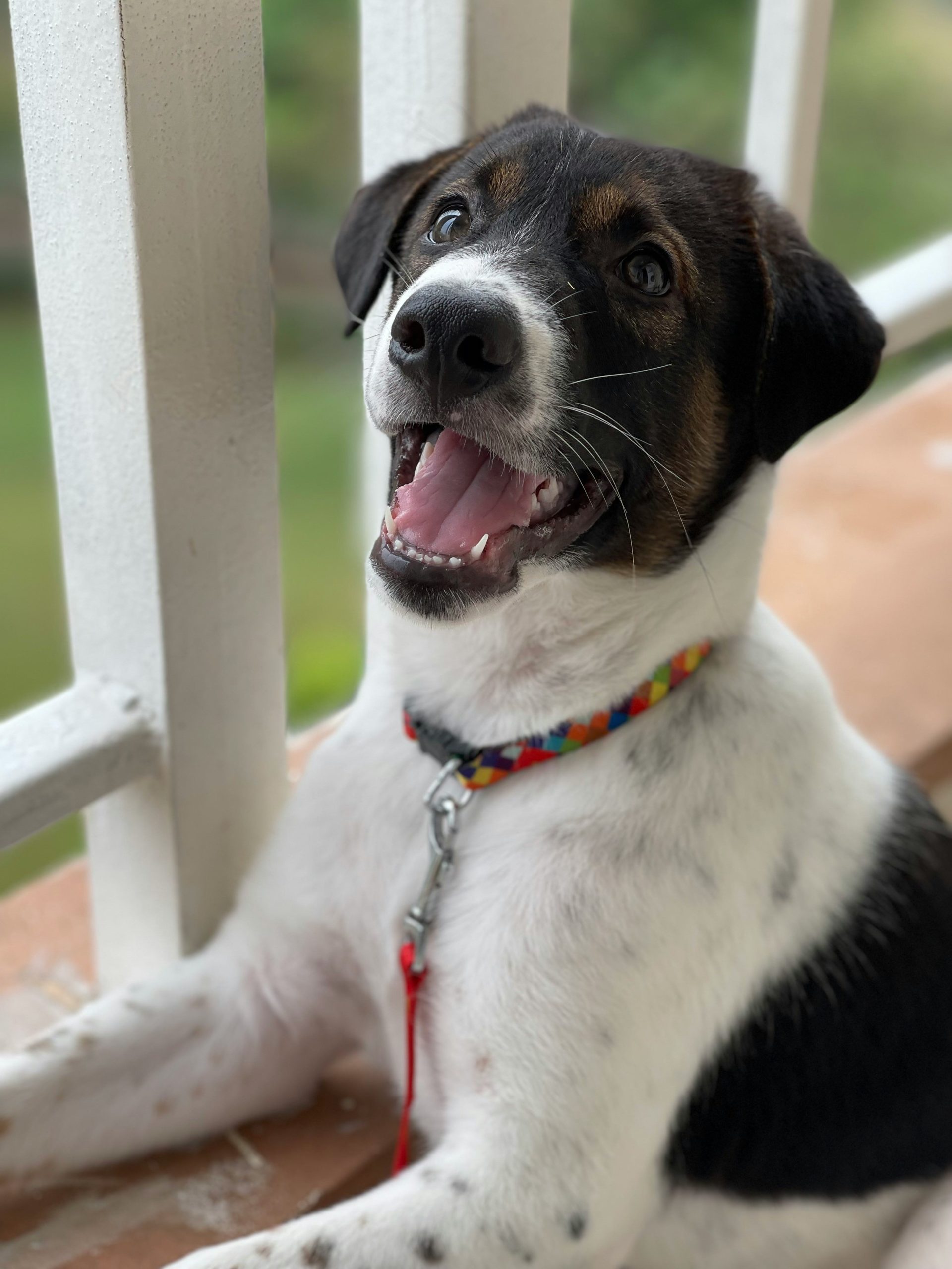 Online Vet Clearwater FL