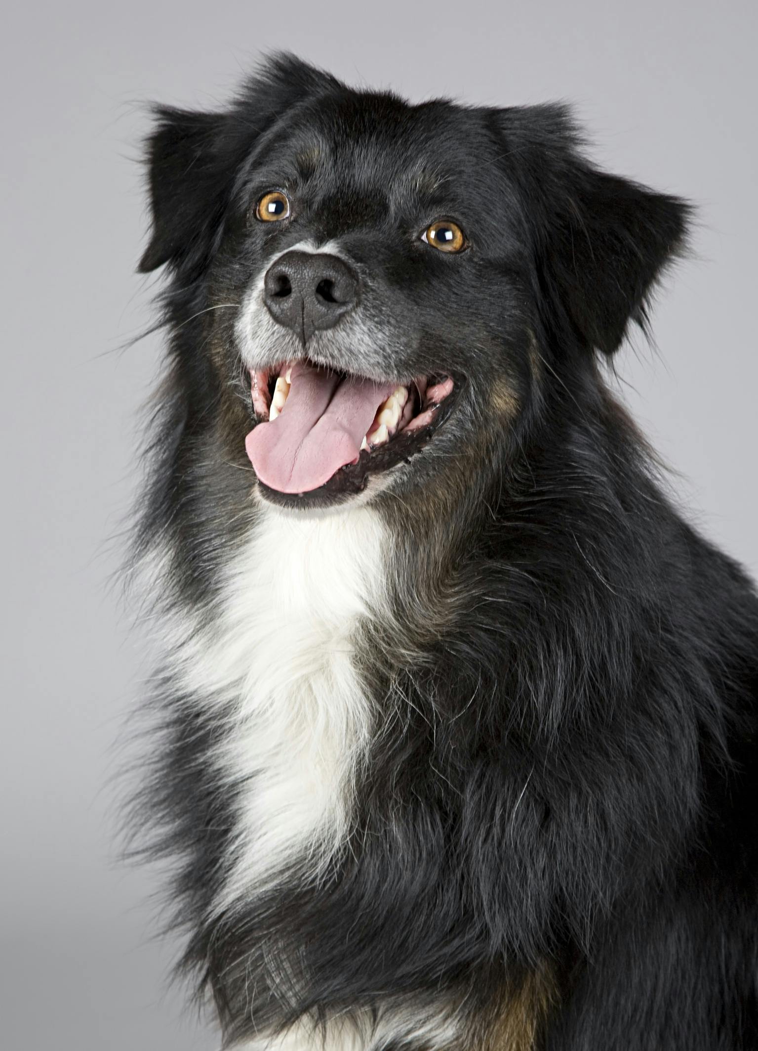 Online Vet Concord NC