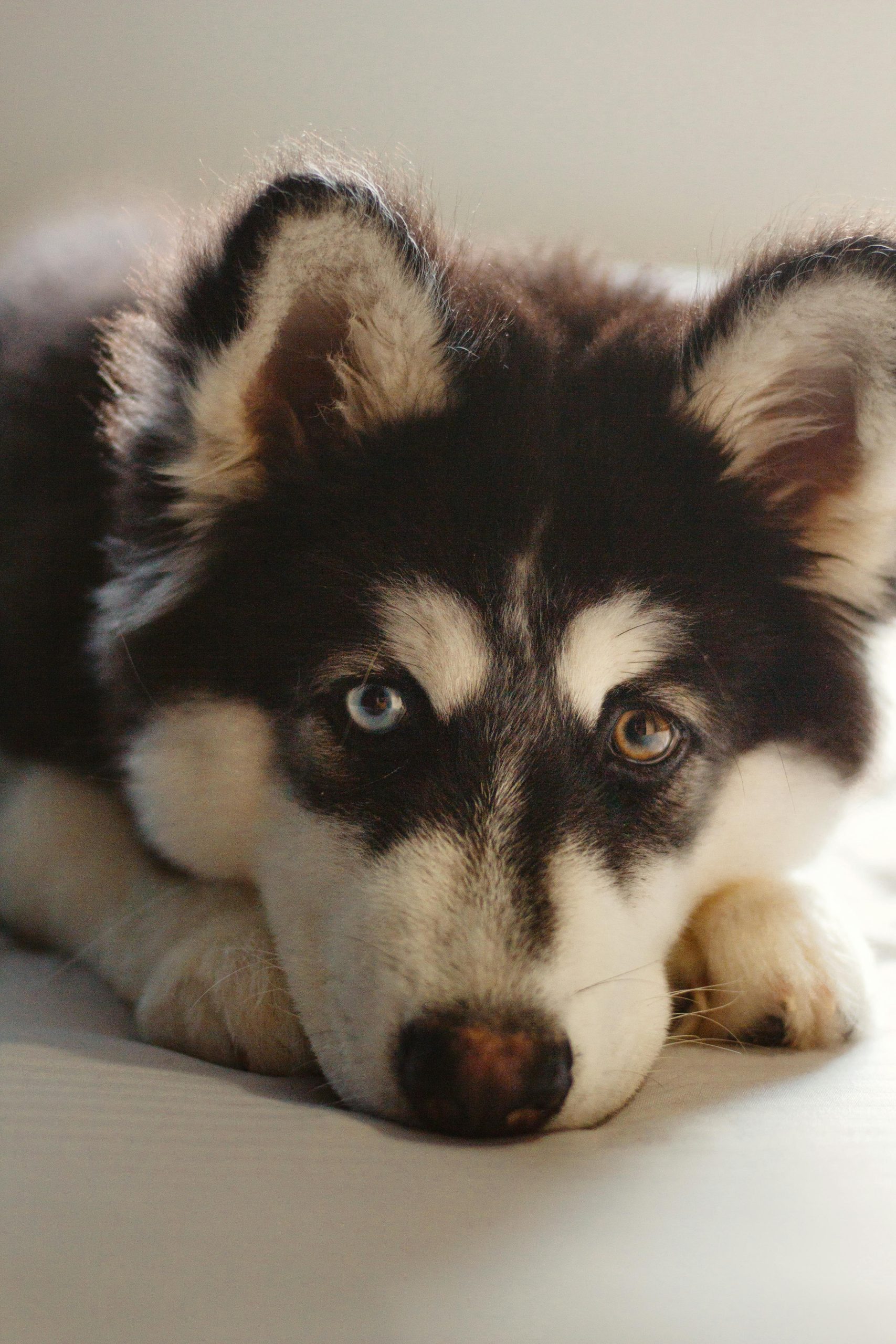 Online Vet Costa Mesa CA