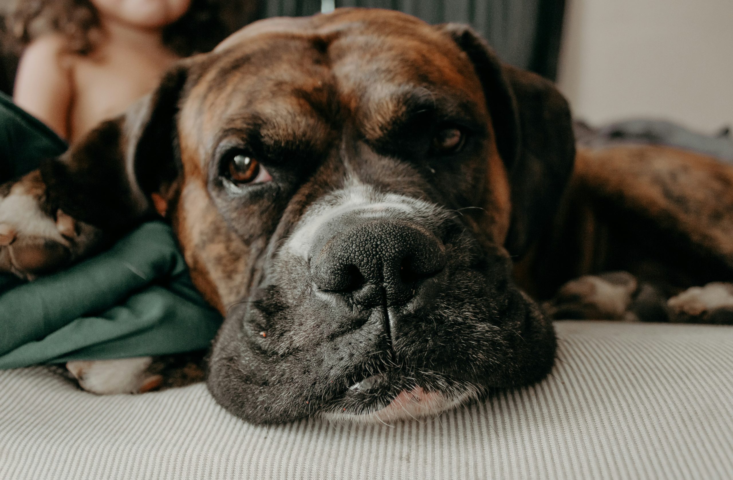 Online Vet Daly City CA