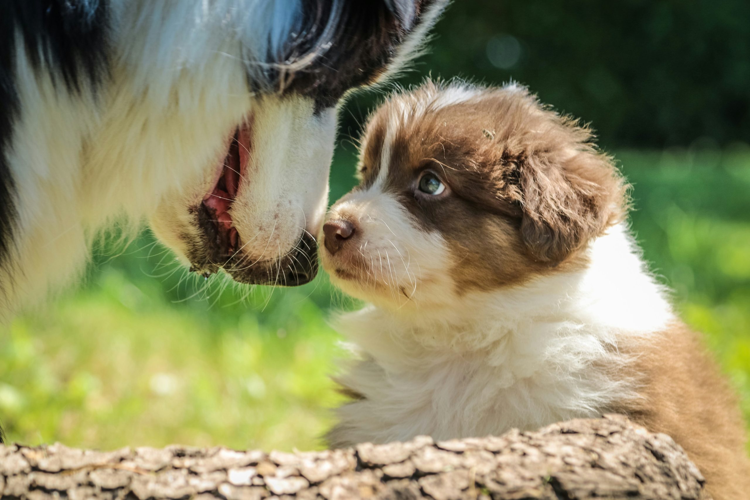 Online Vet Davenport IA