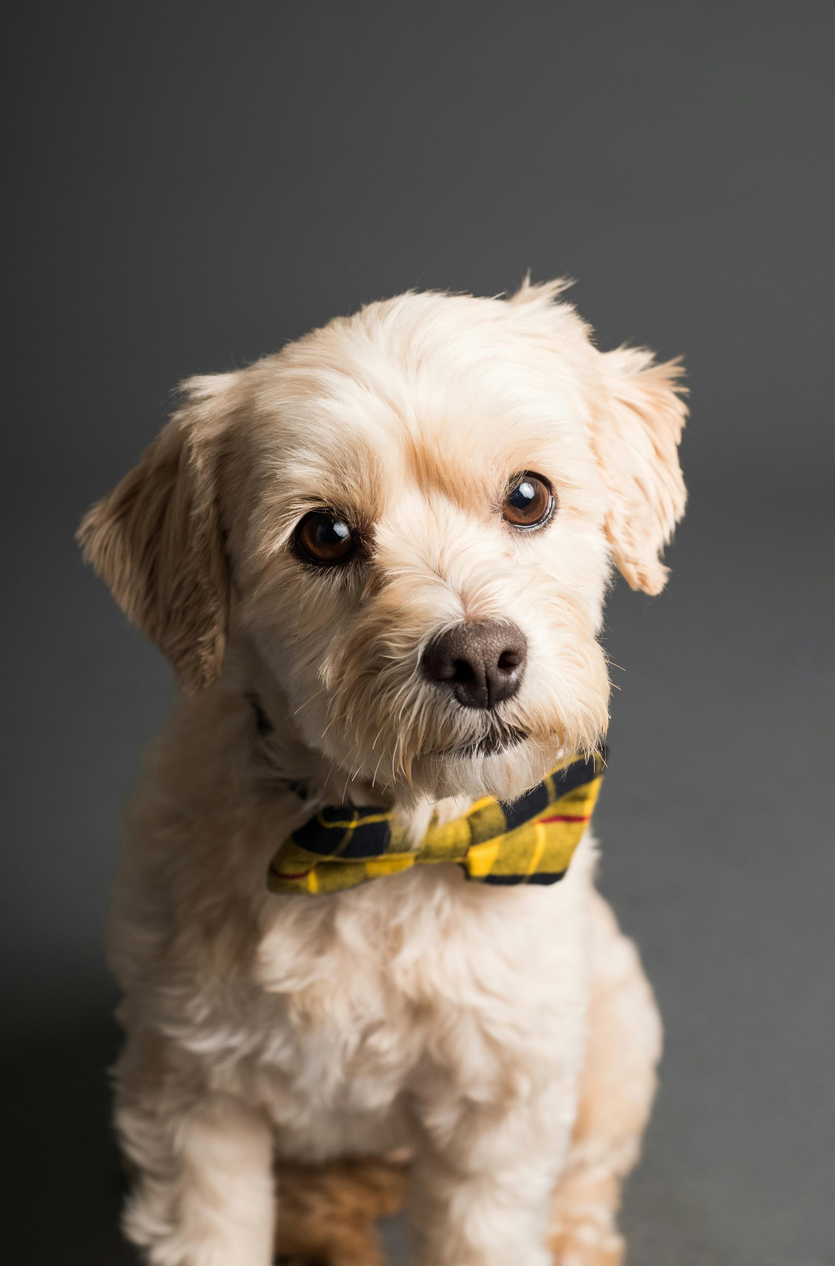 Online Vet Davie FL