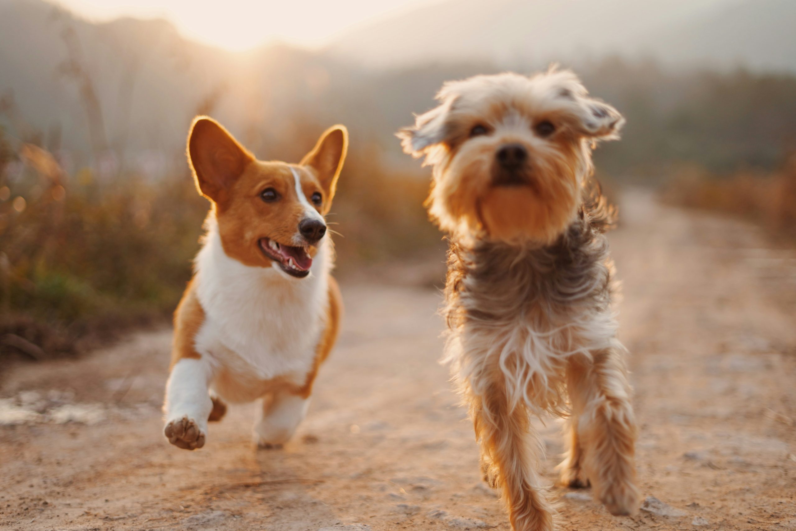 Online Vet Davie FL