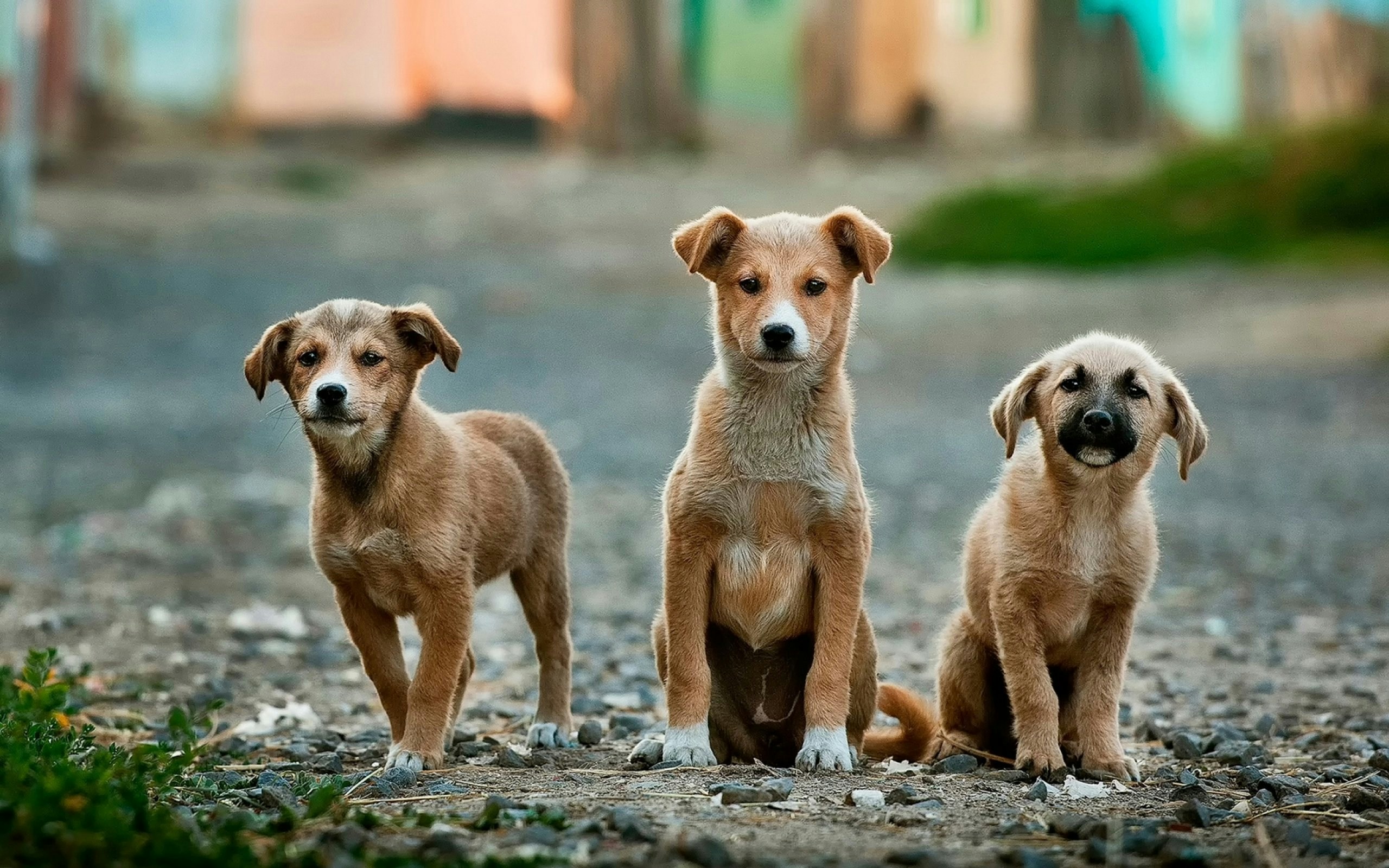Online Vet Davie FL