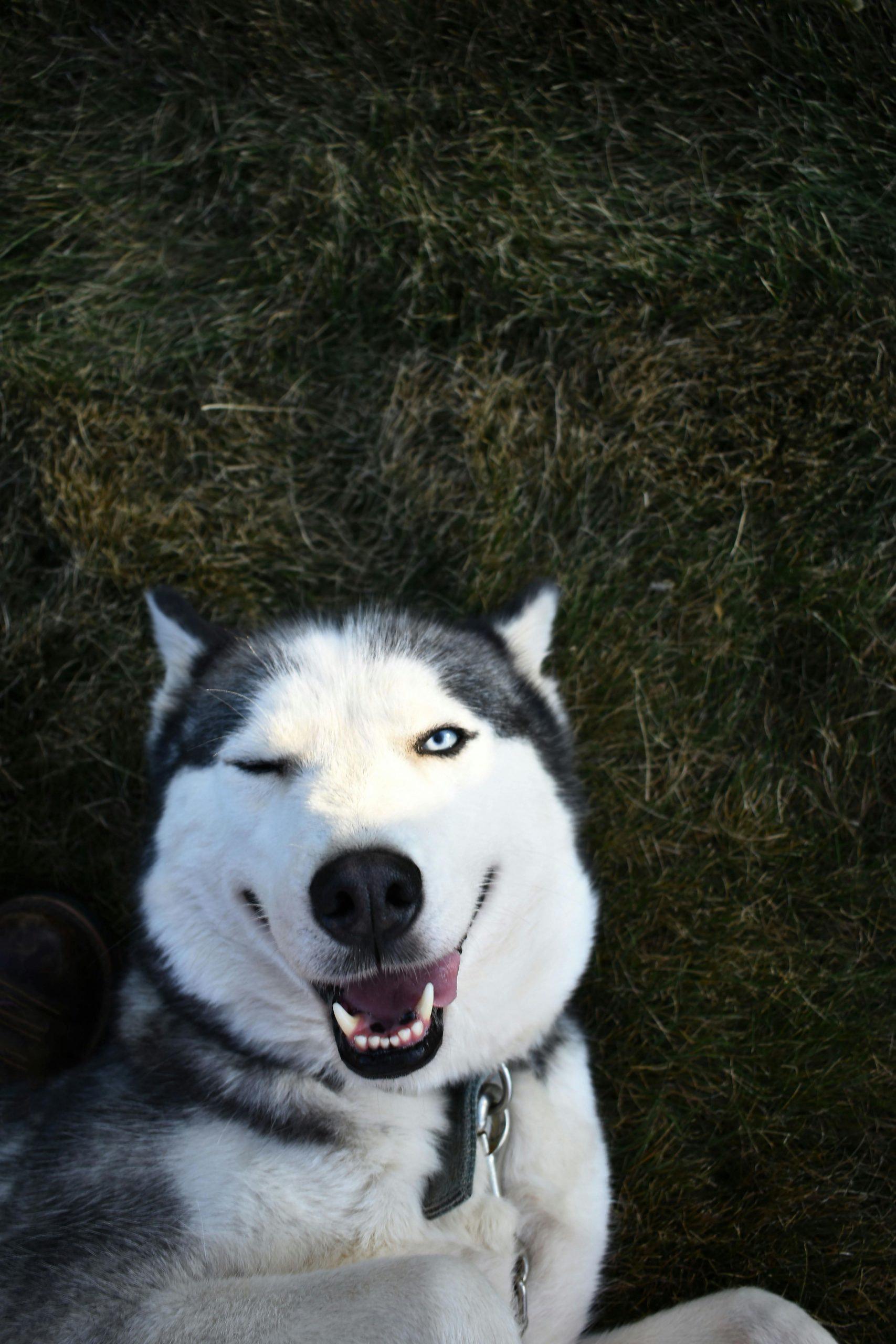Online Vet Dearborn MI