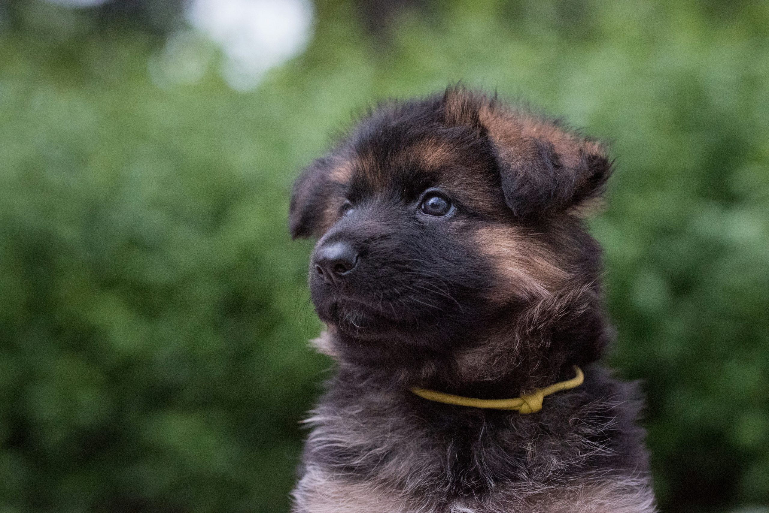 Online Vet Downey CA