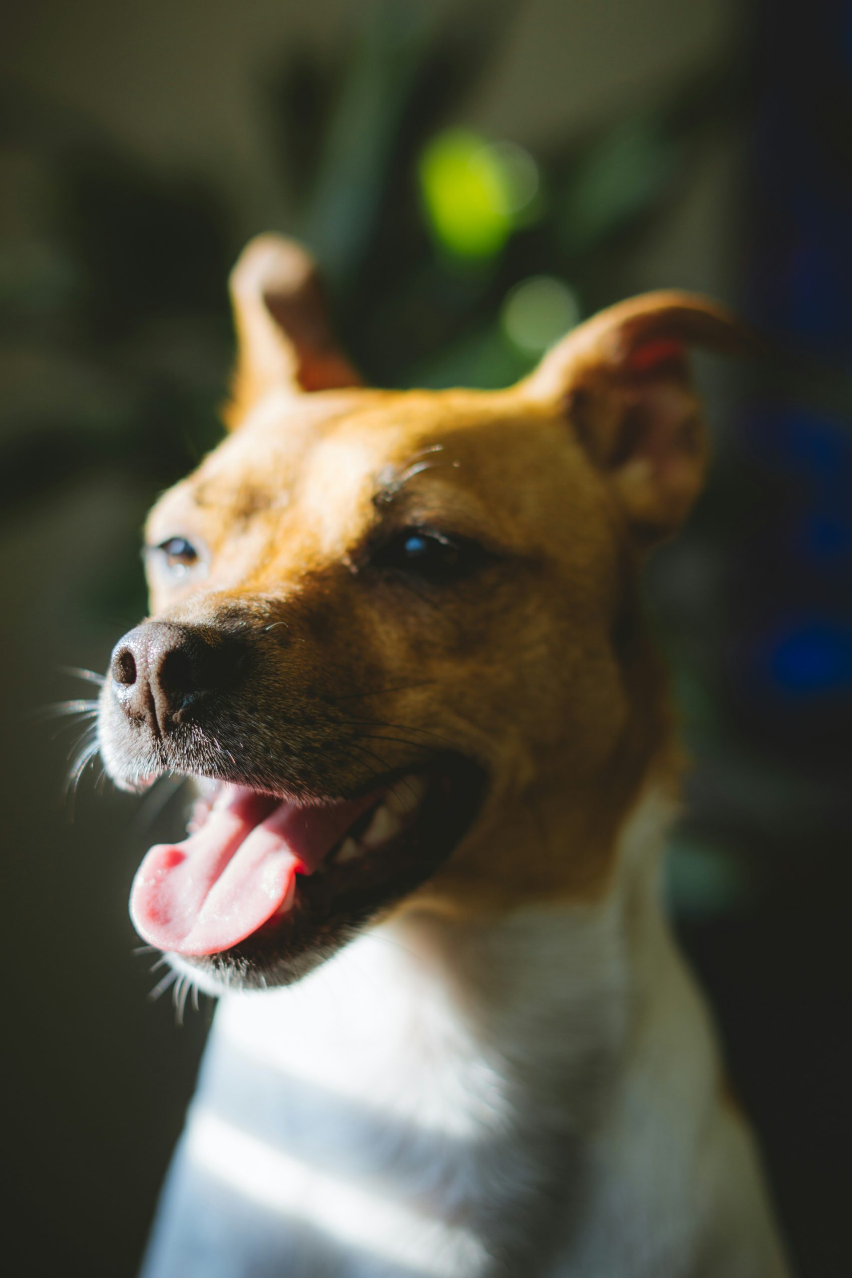 Online Vet Downey CA