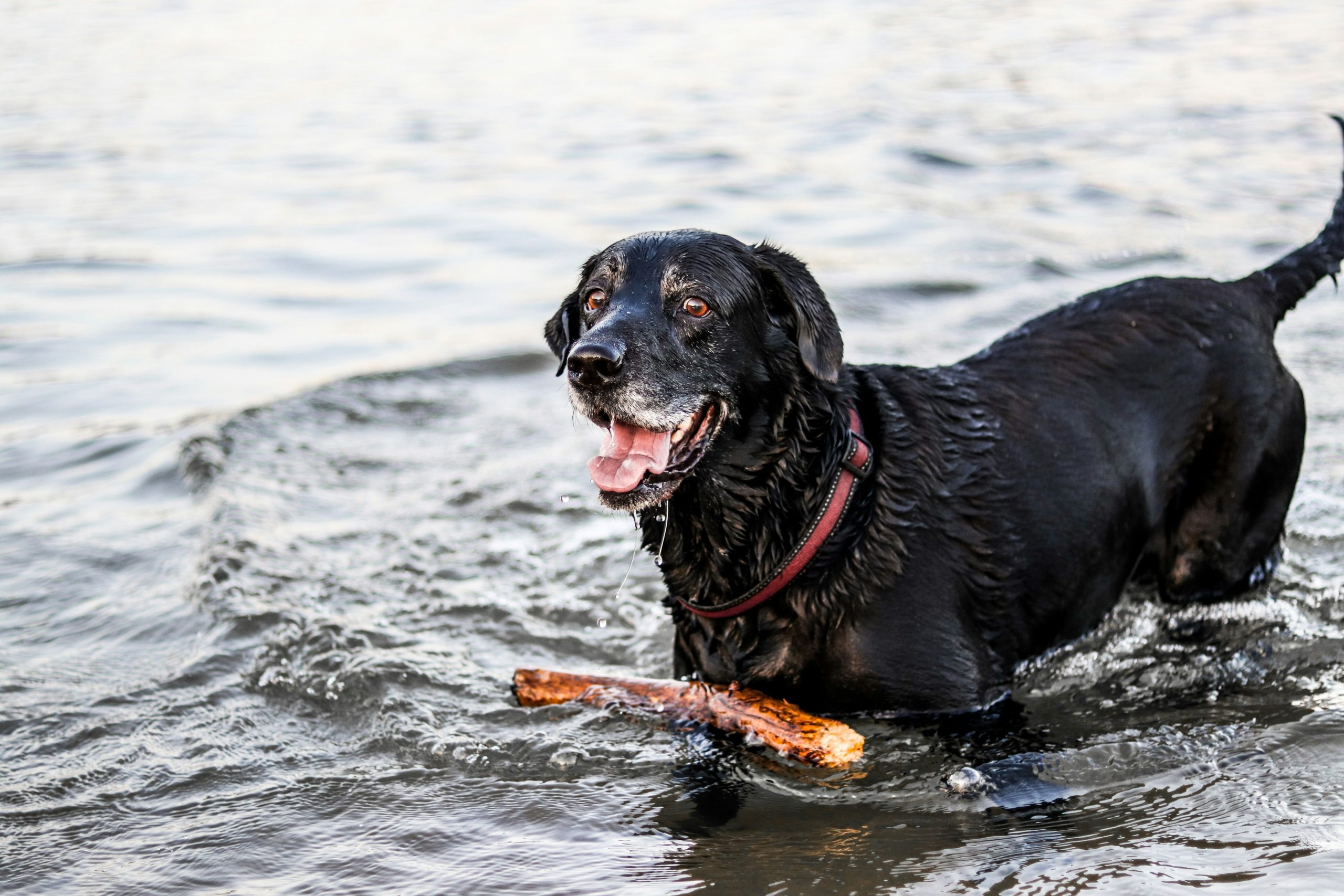 Online Vet Edinburgh TX