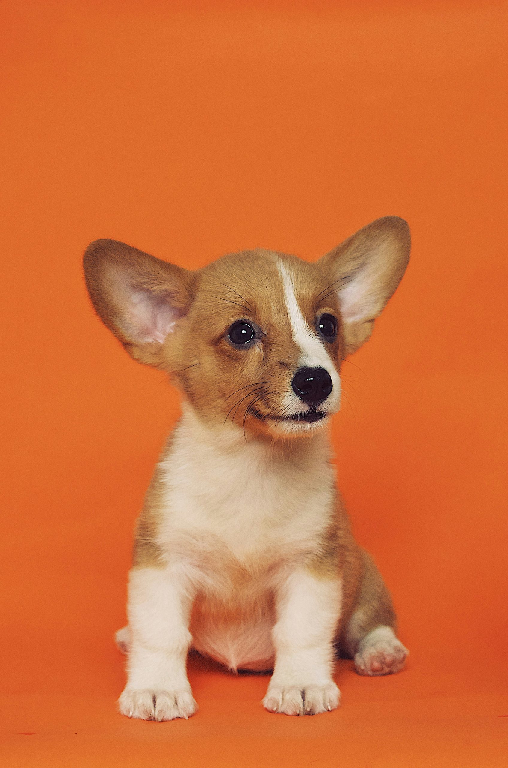 Online Vet Edinburgh TX