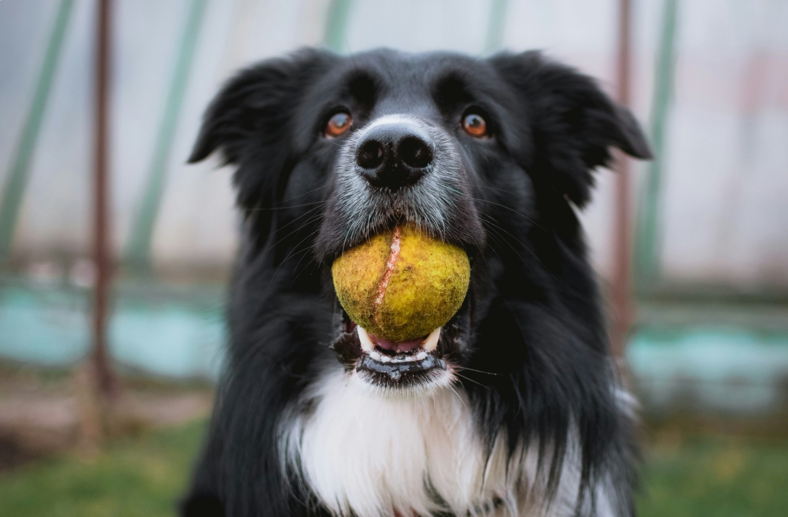 Online Vet Edinburgh TX
