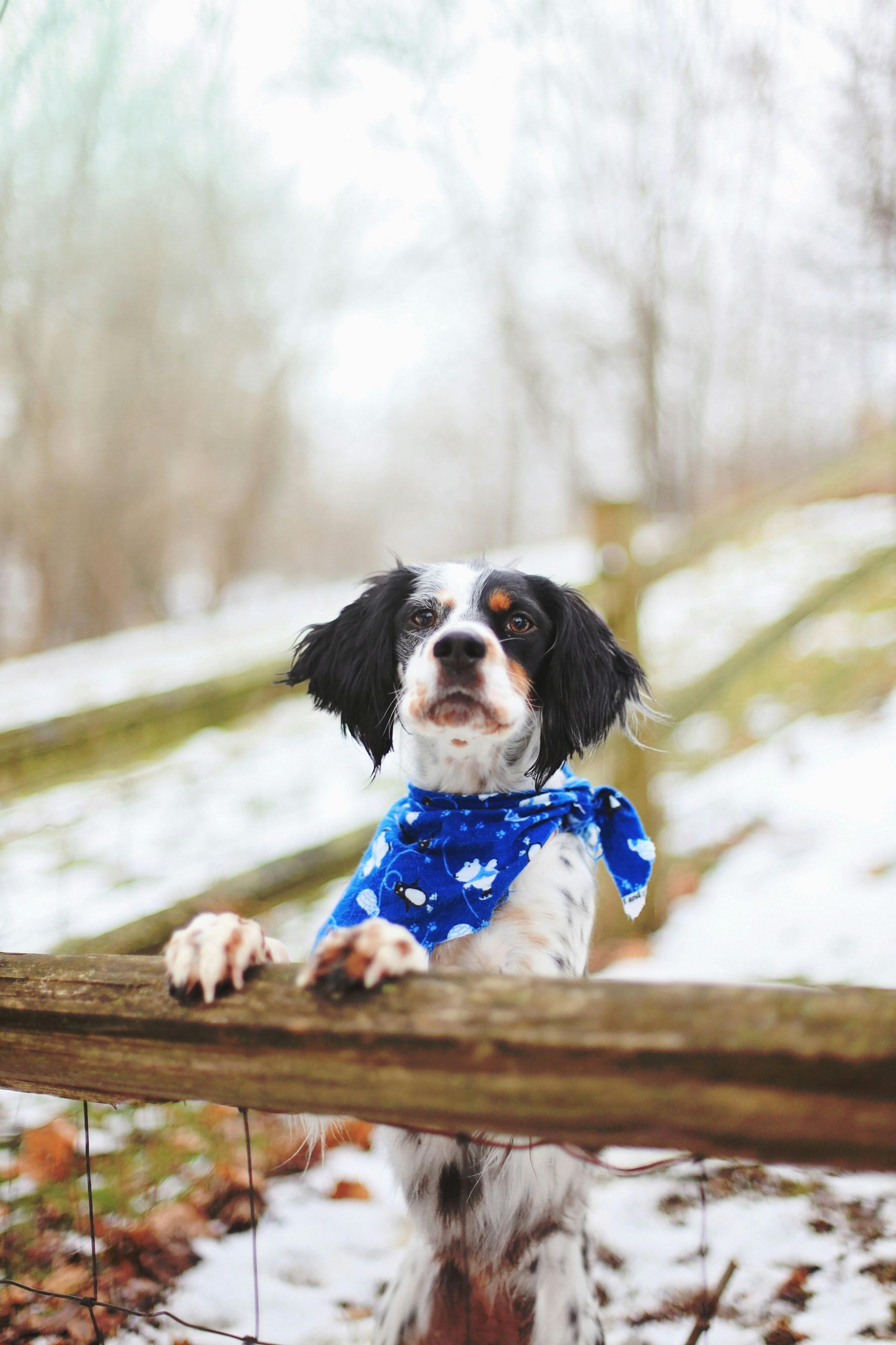Online Vet El Monte CA