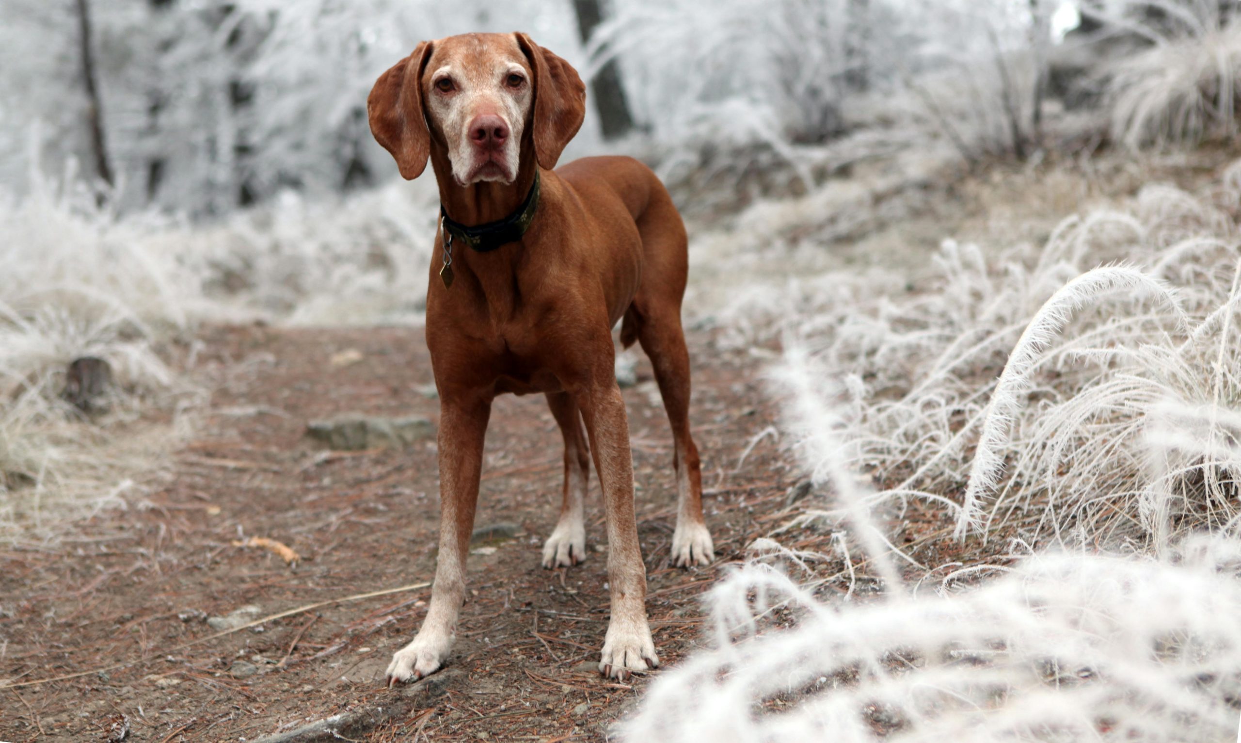 Online Vet El Monte CA