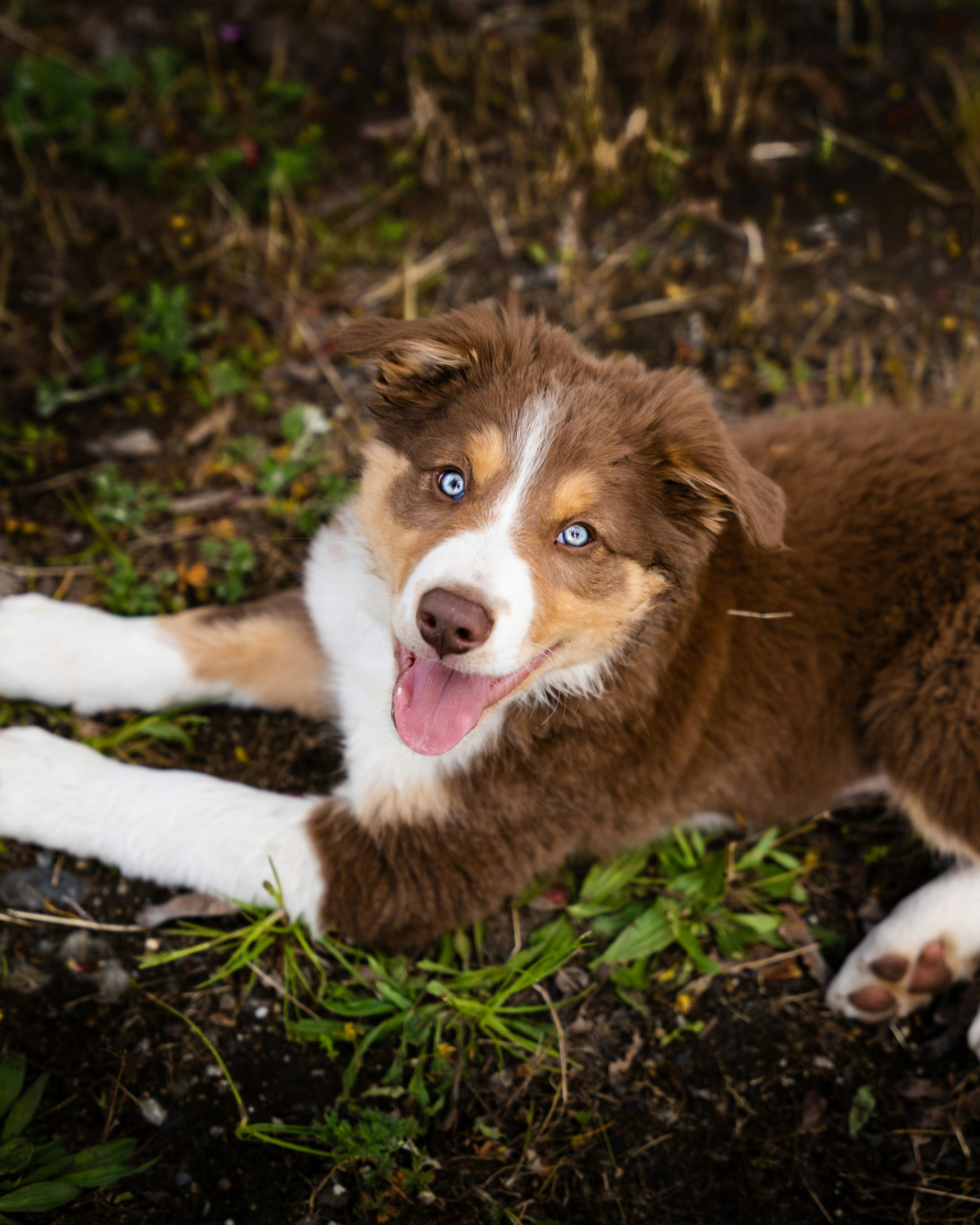 Online Vet Elgin IL