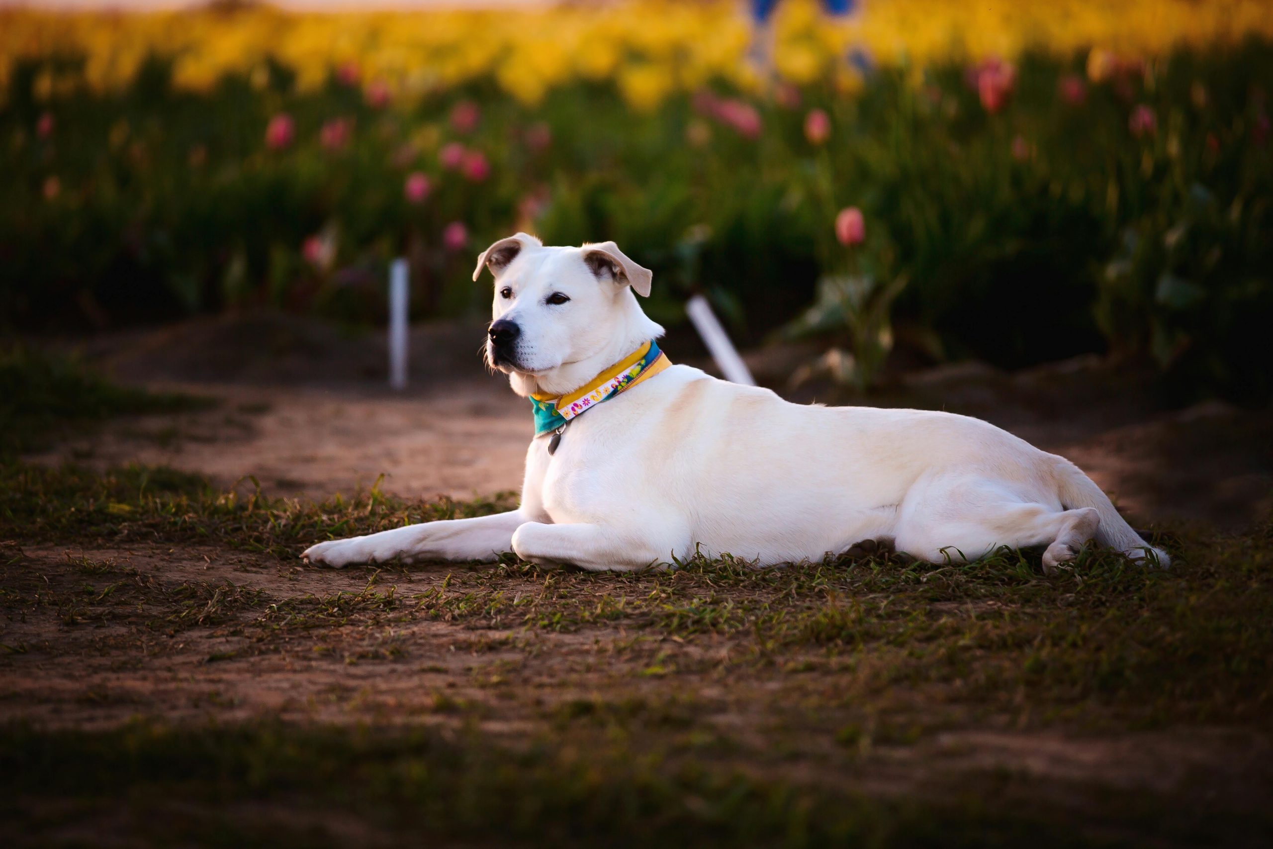 Online Vet Elgin IL