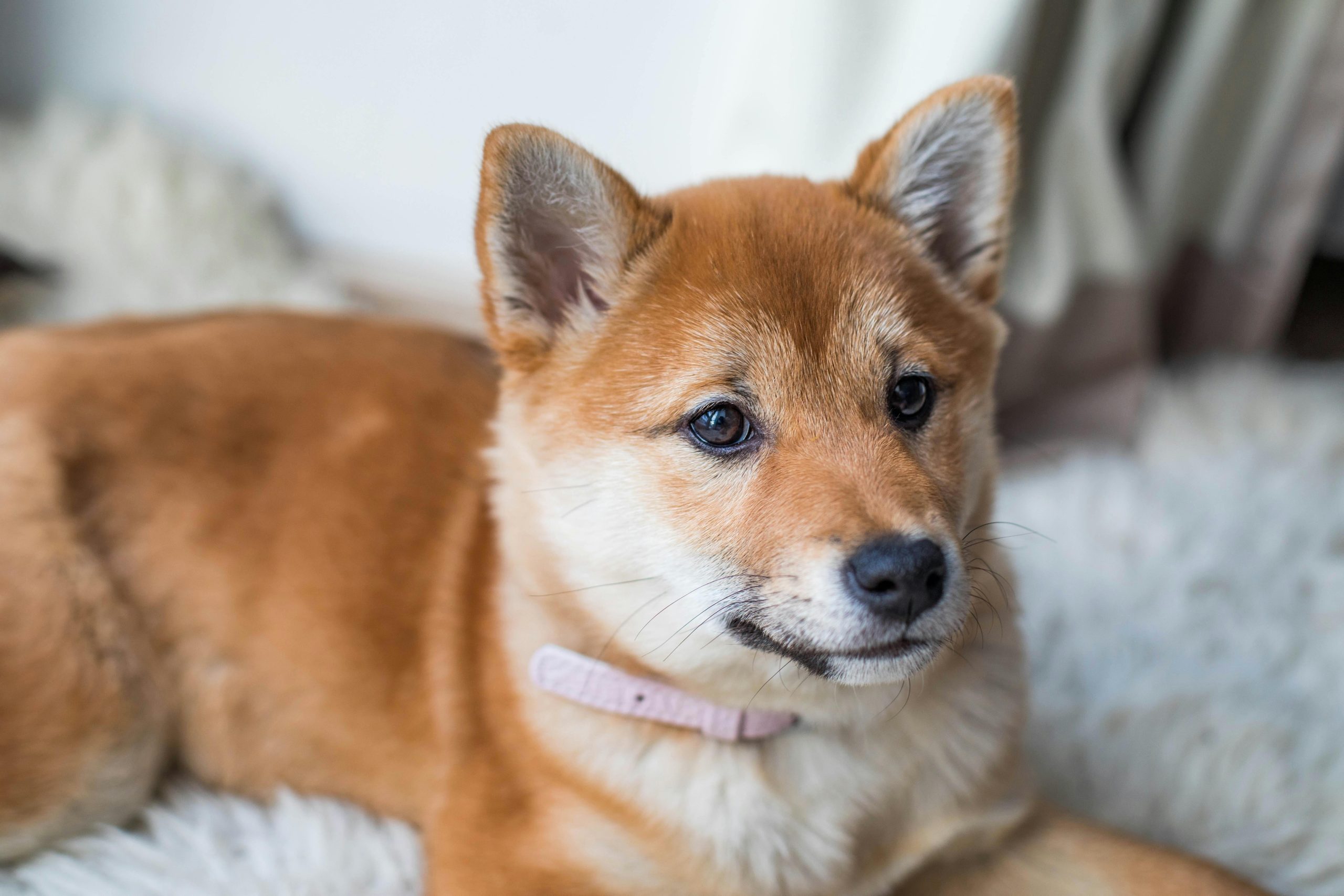 Online Vet Elgin IL
