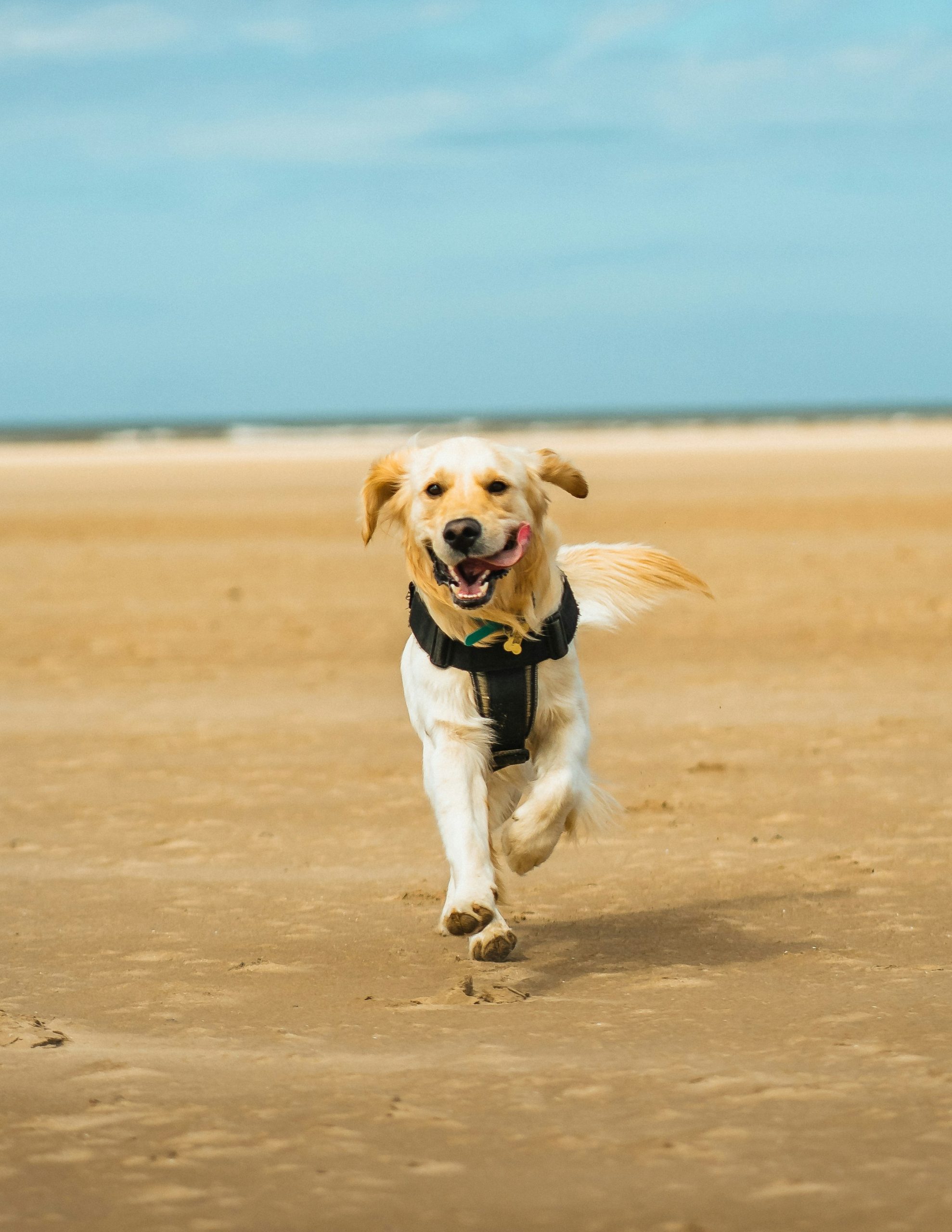 Online Vet Evansville IN
