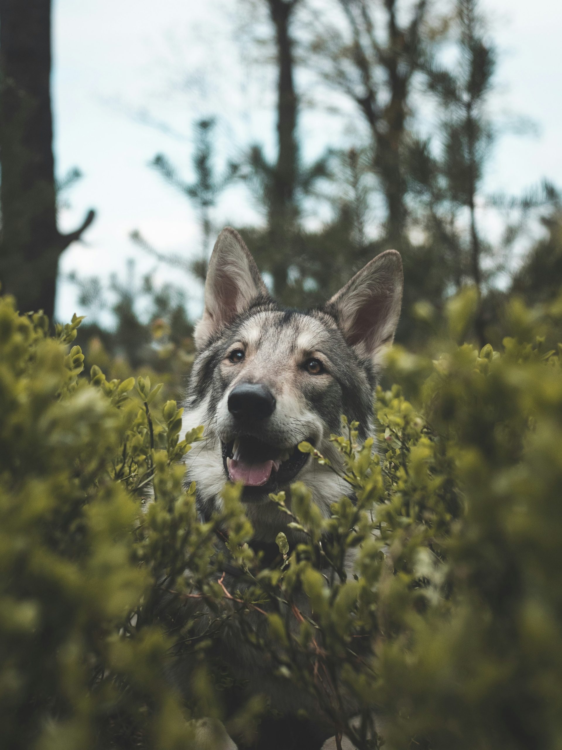 Online Vet Everett WA