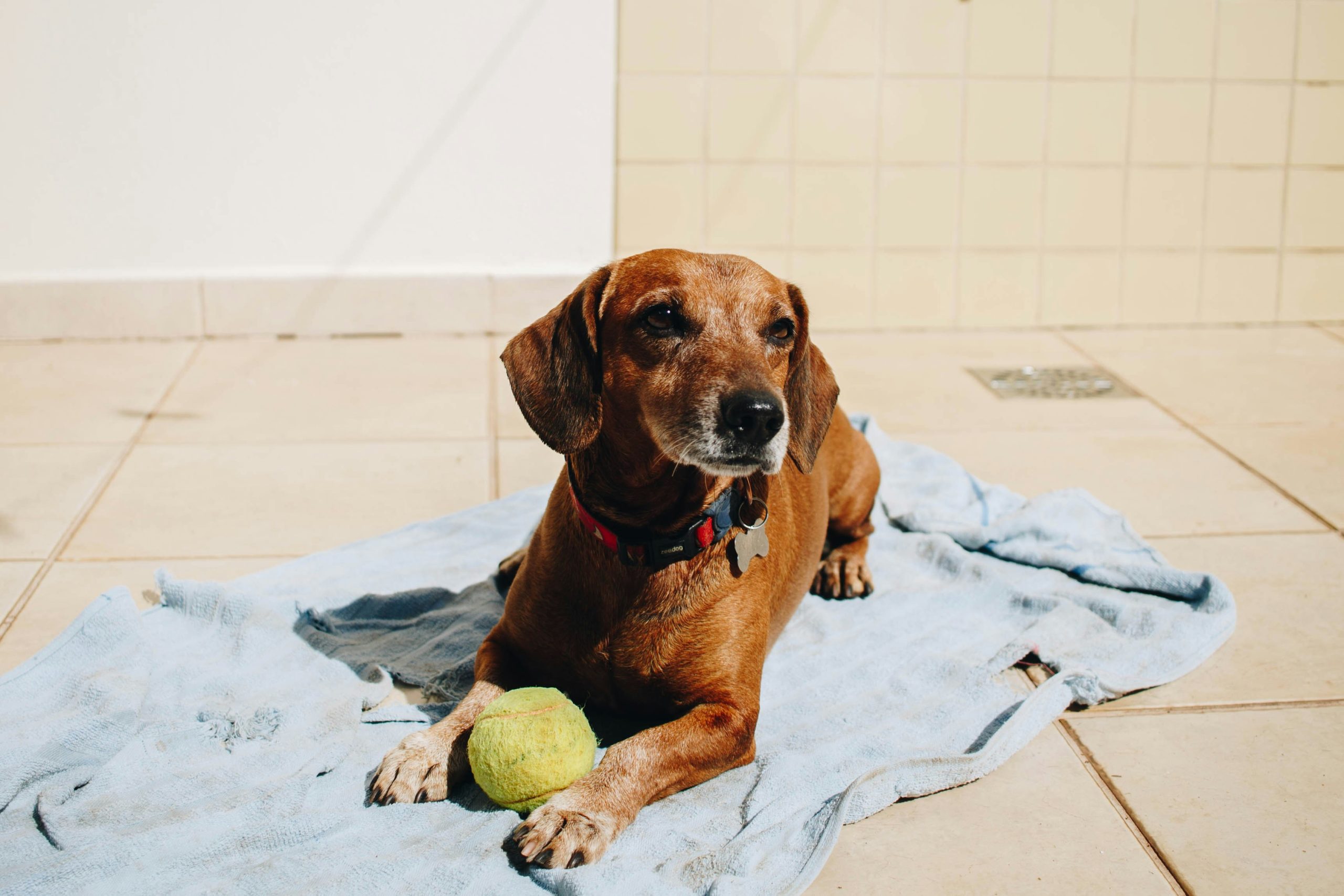 Online Vet Goodyear AZ