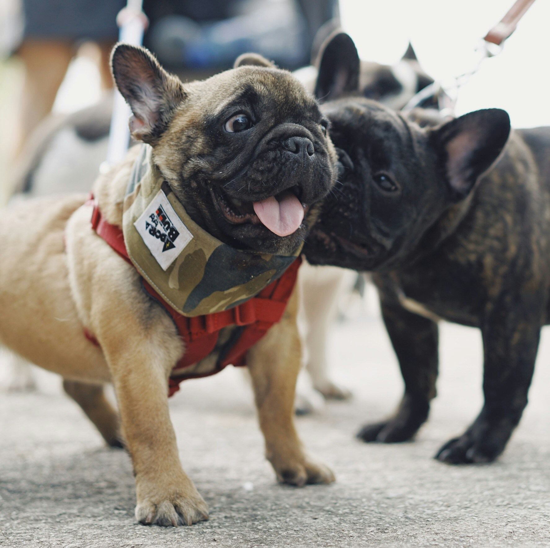 Online Vet Goodyear AZ