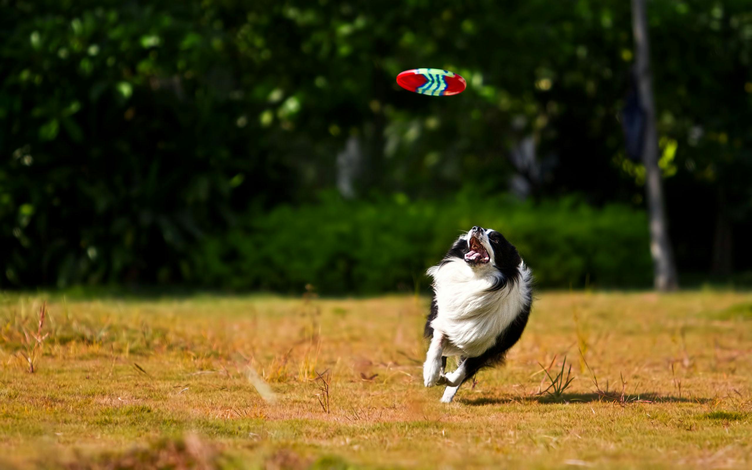Online Vet Green Bay WI