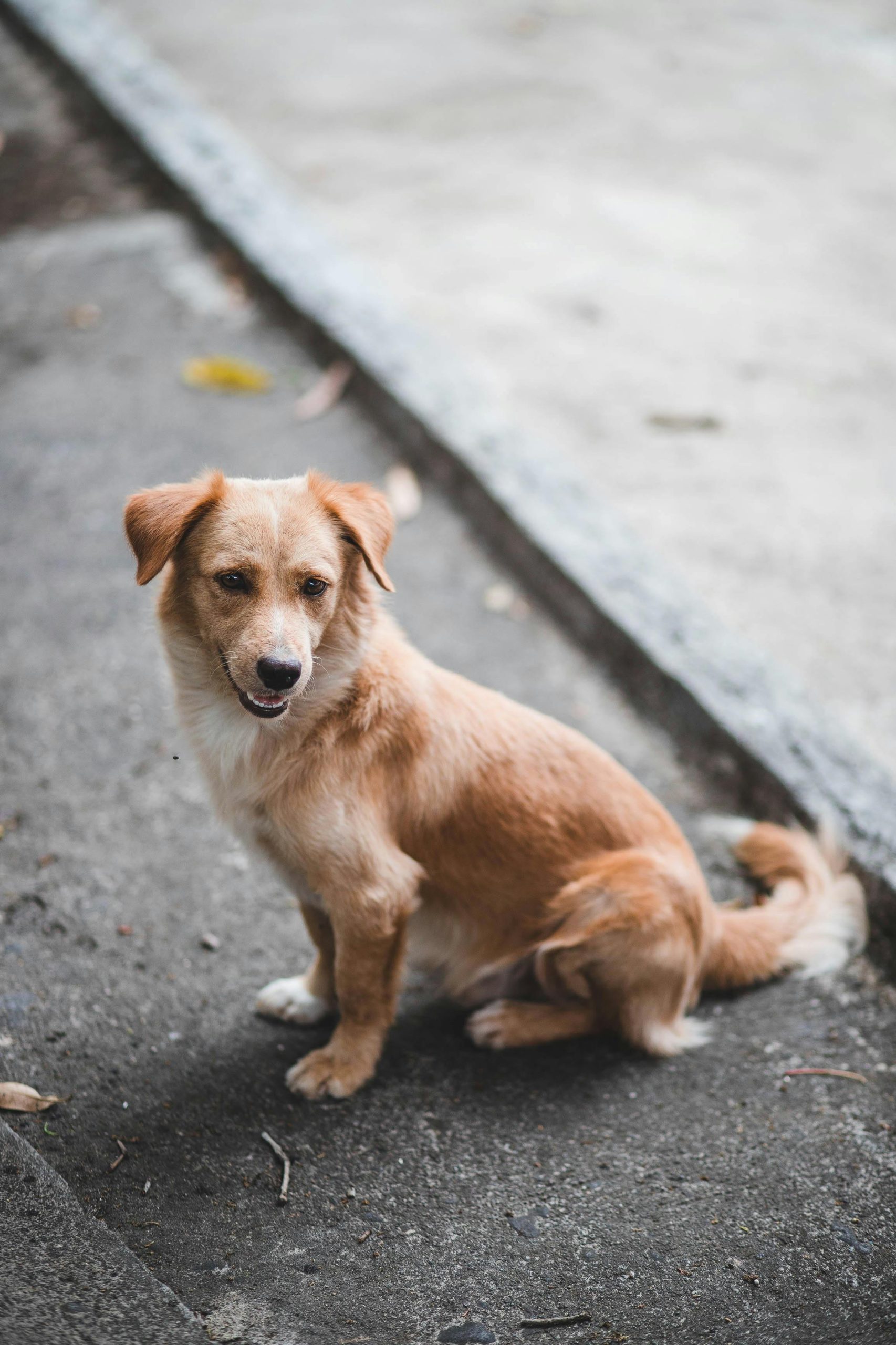 Online Vet Gresham OR