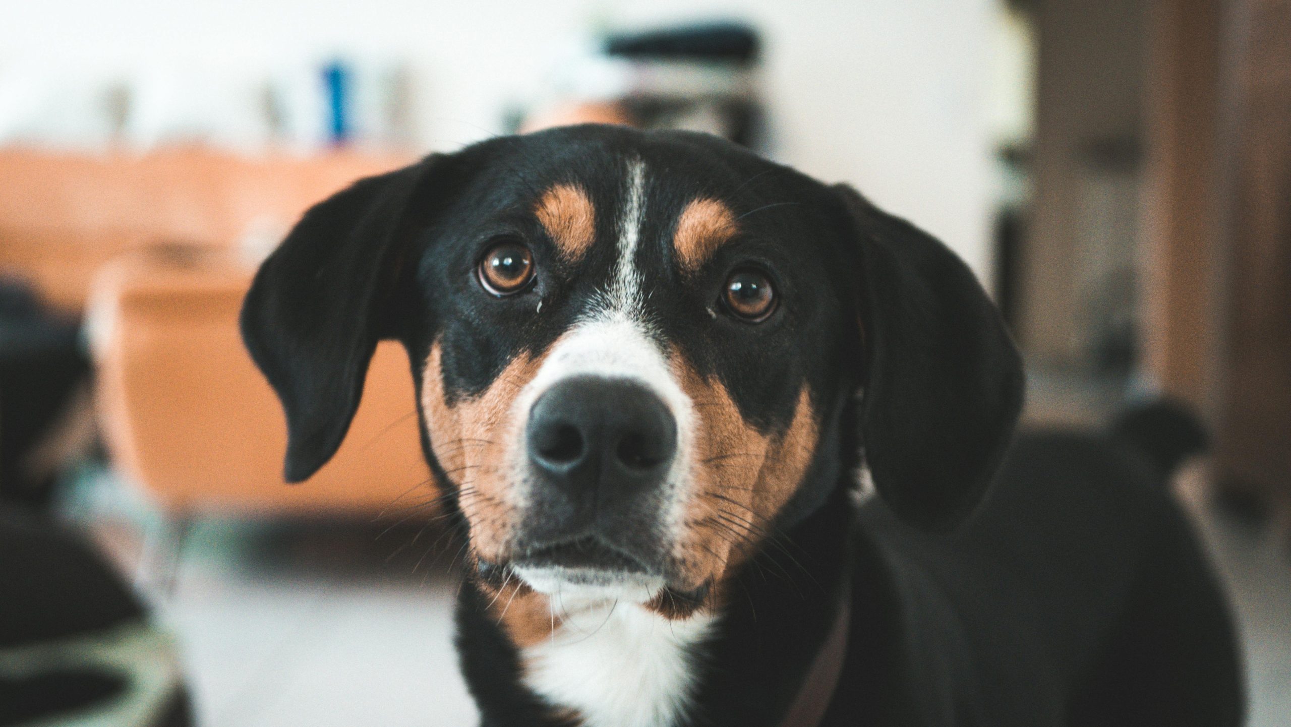 Online Vet Gresham OR