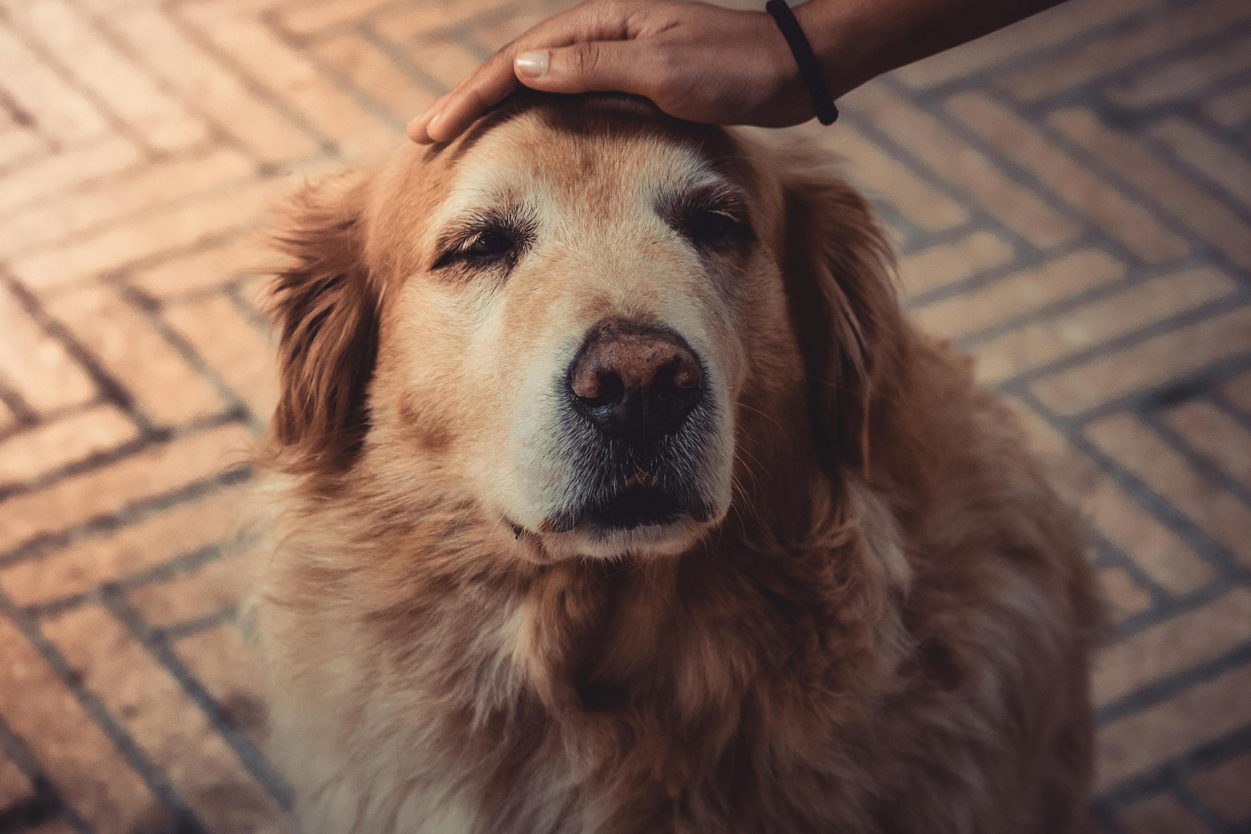 Online Vet Gresham OR