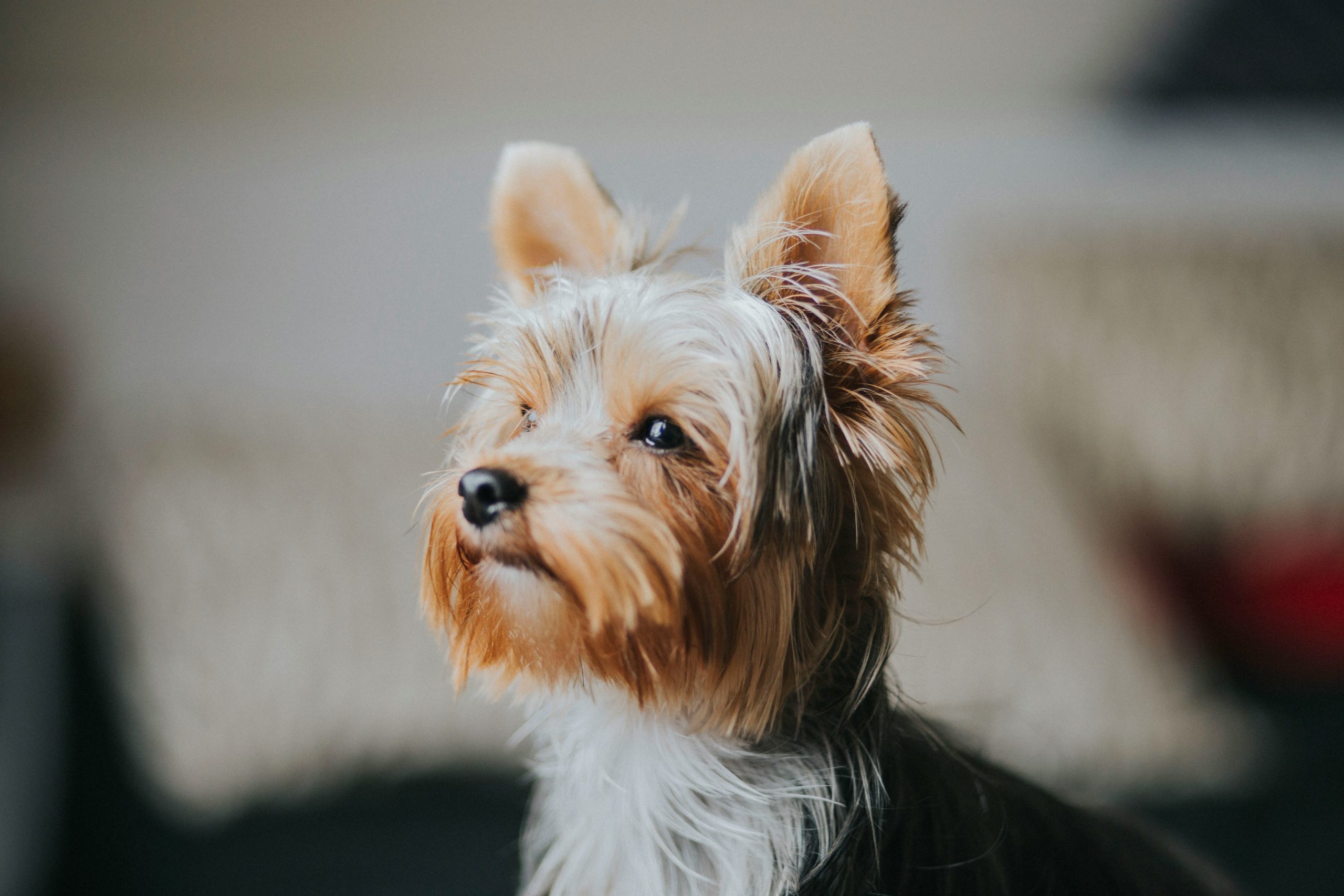 Online Vet Hesperia CA