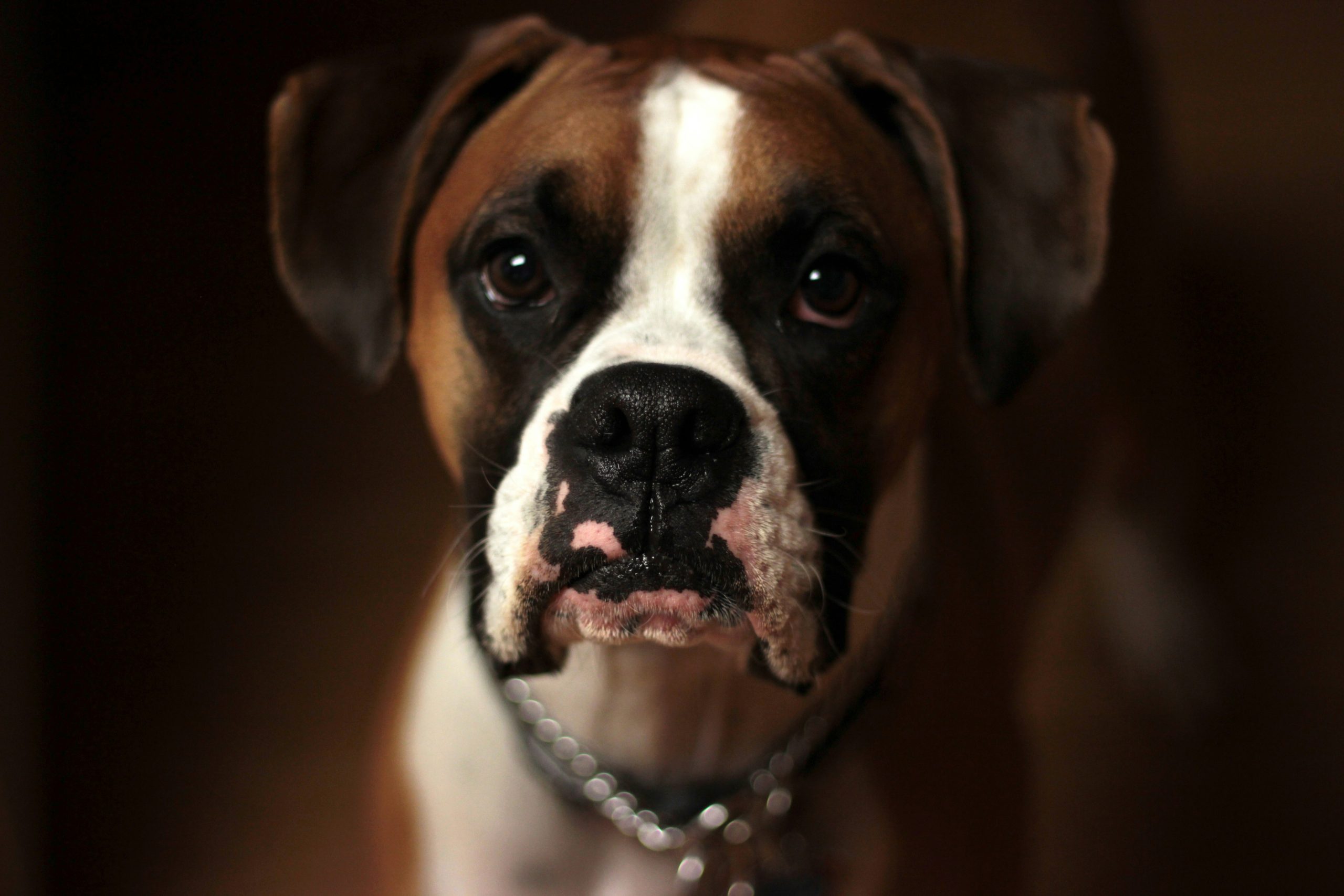 Online Vet Hillsboro OR