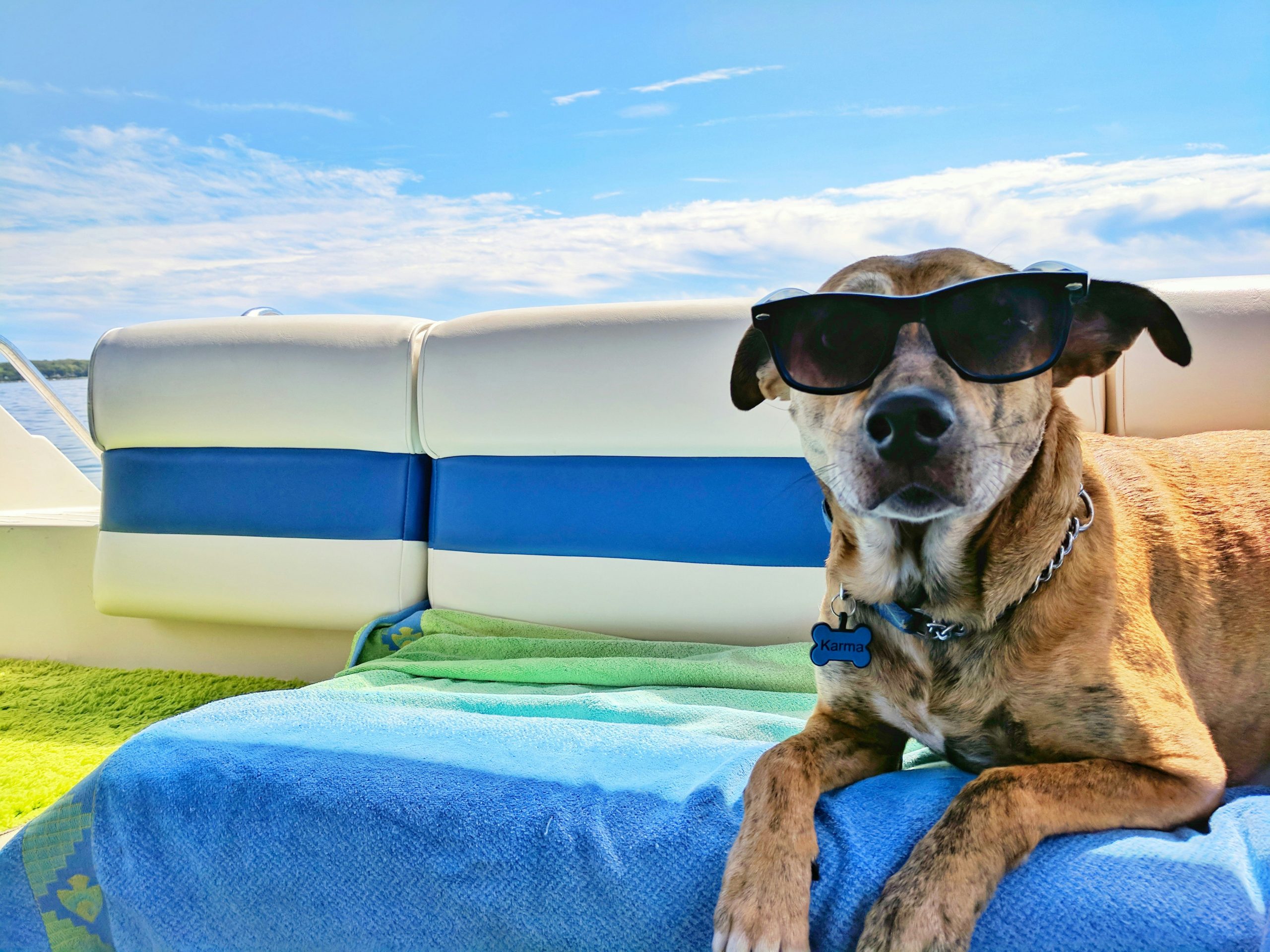Online Vet Inglewood CA