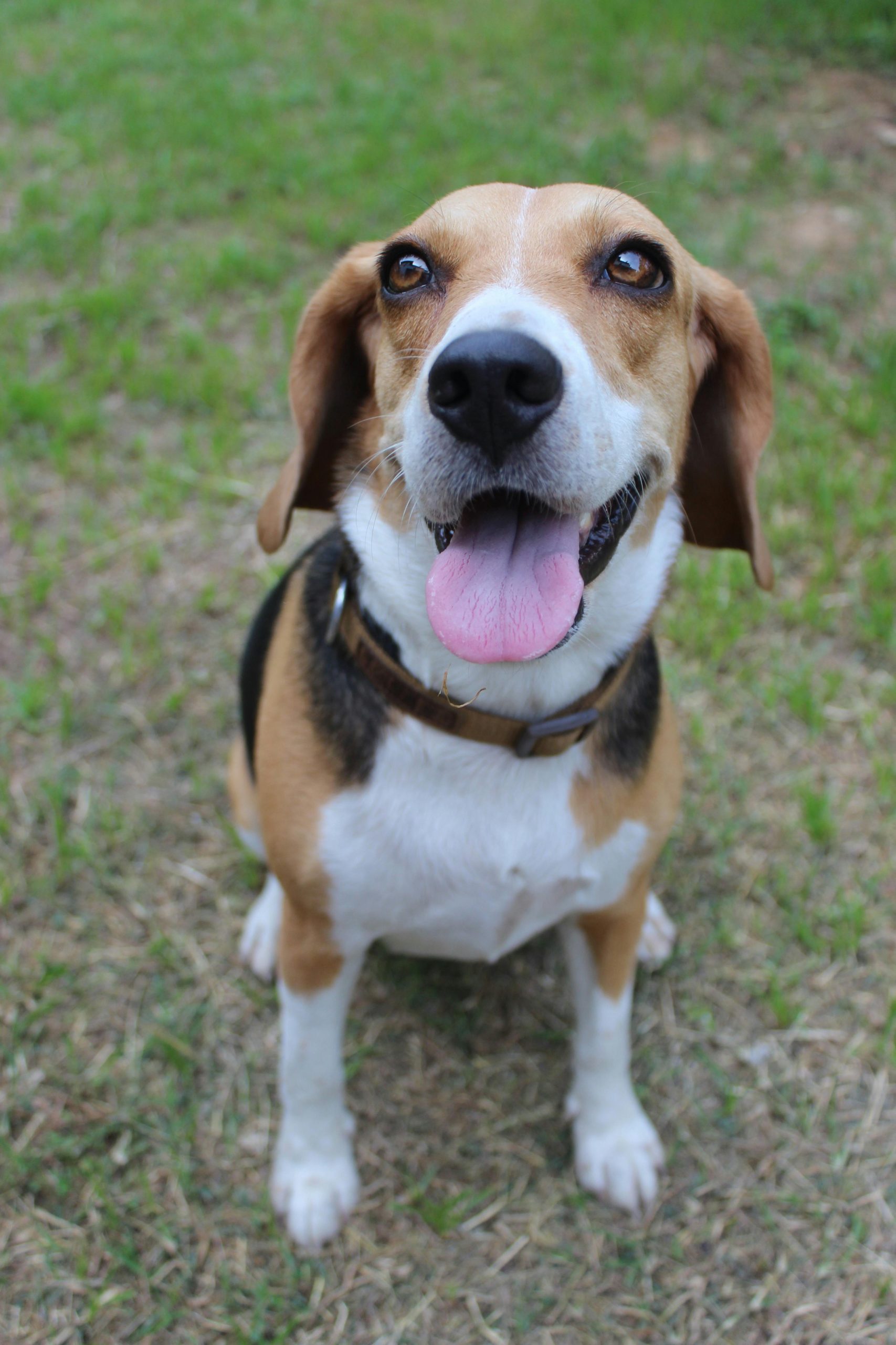 Online Vet Inglewood CA