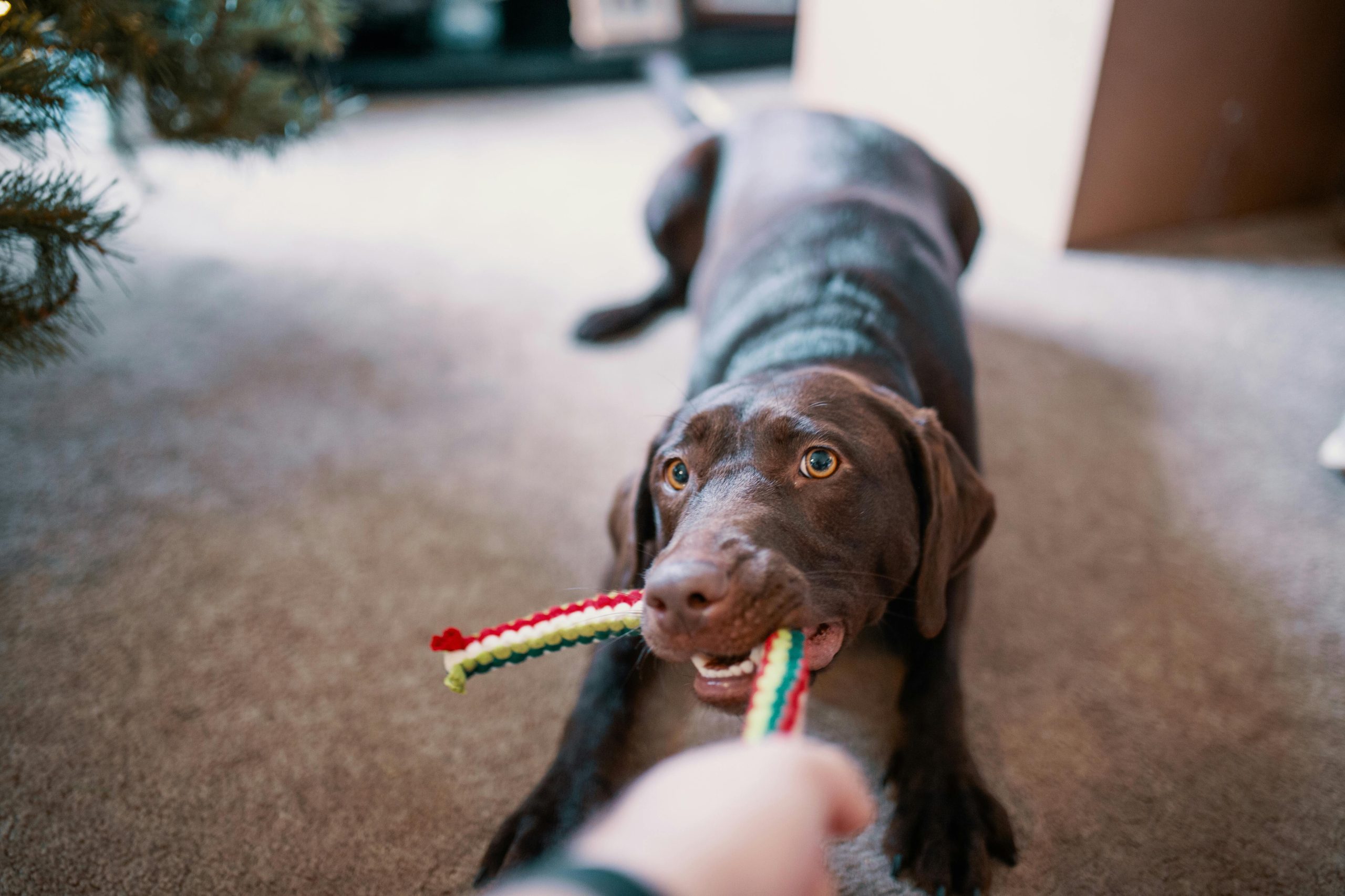 Online Vet Jurupa Valley CA