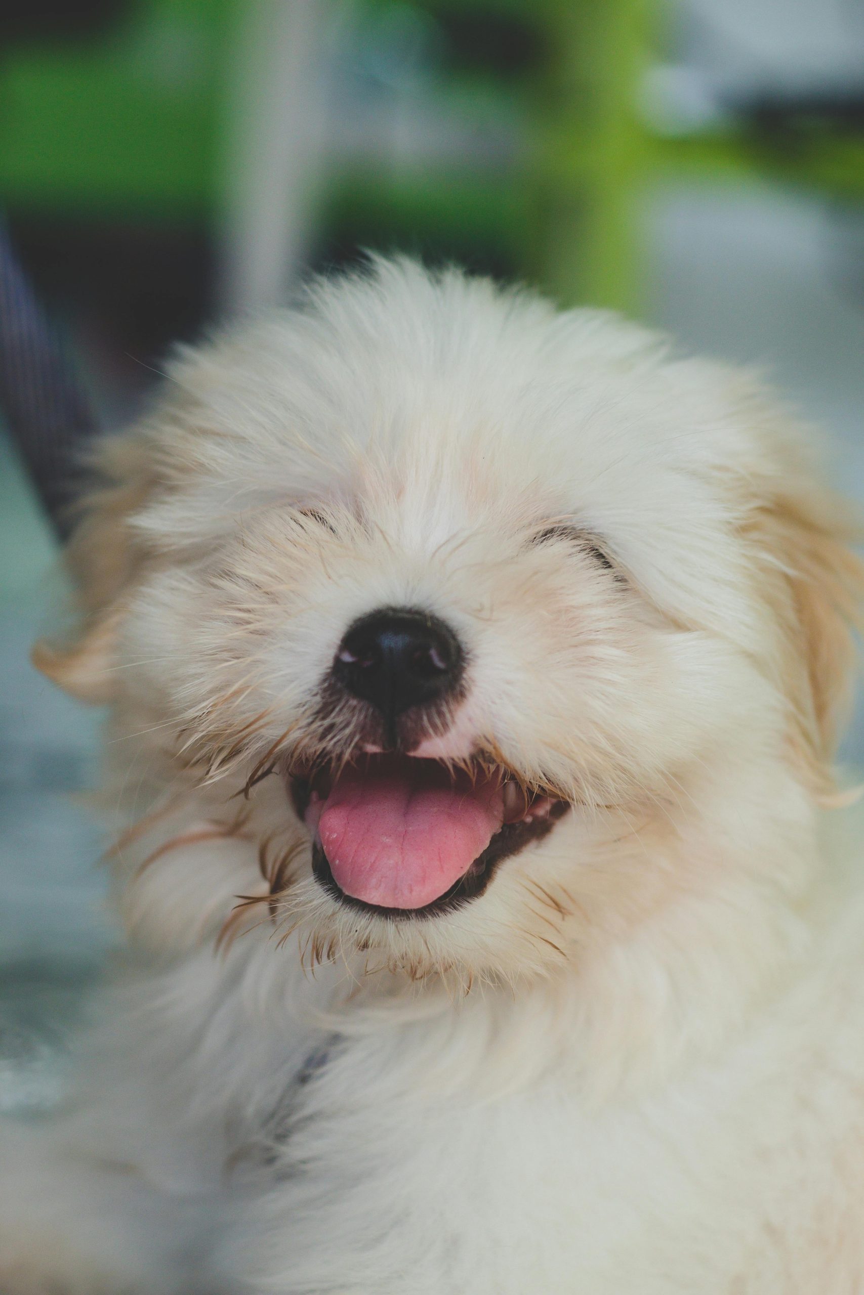 Online Vet Jurupa Valley CA