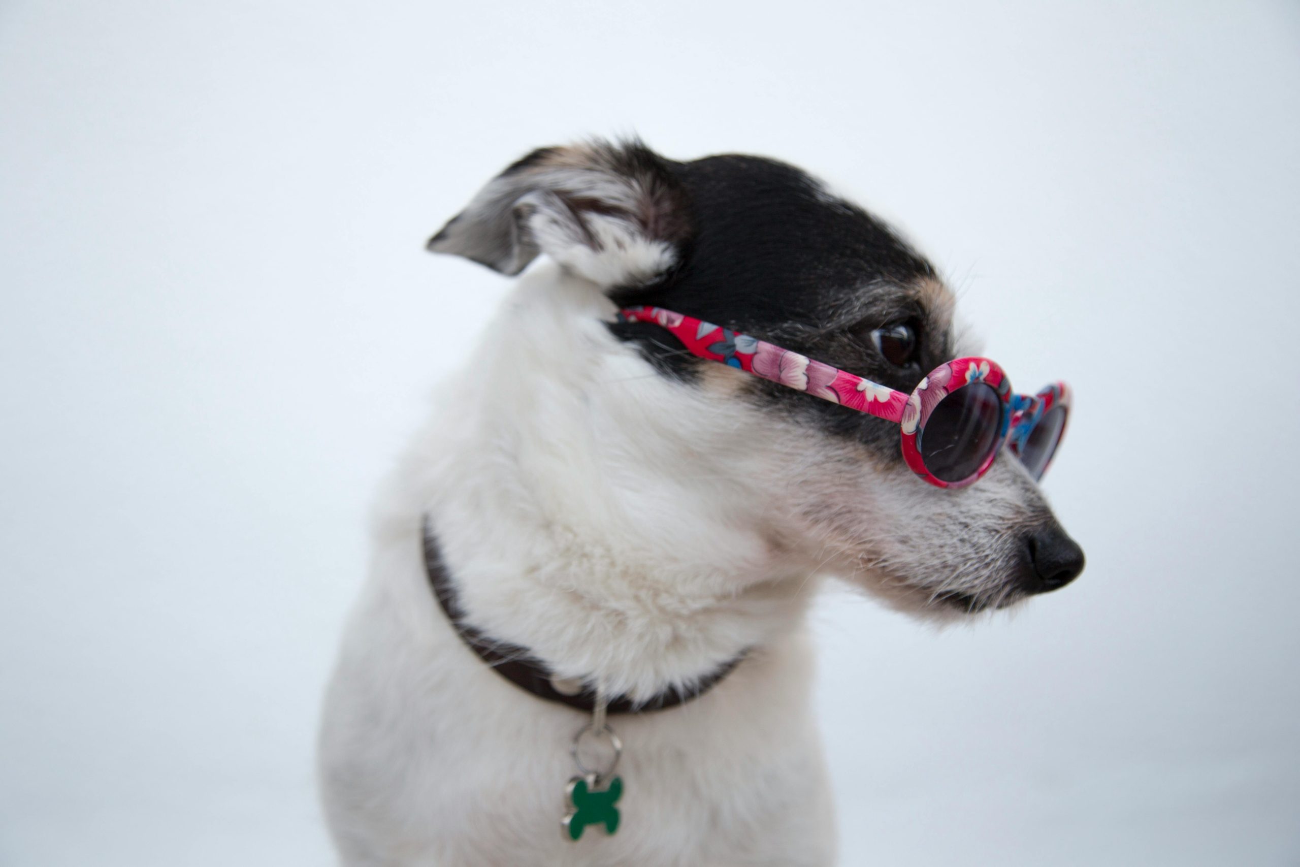 Online Vet Lakeland FL