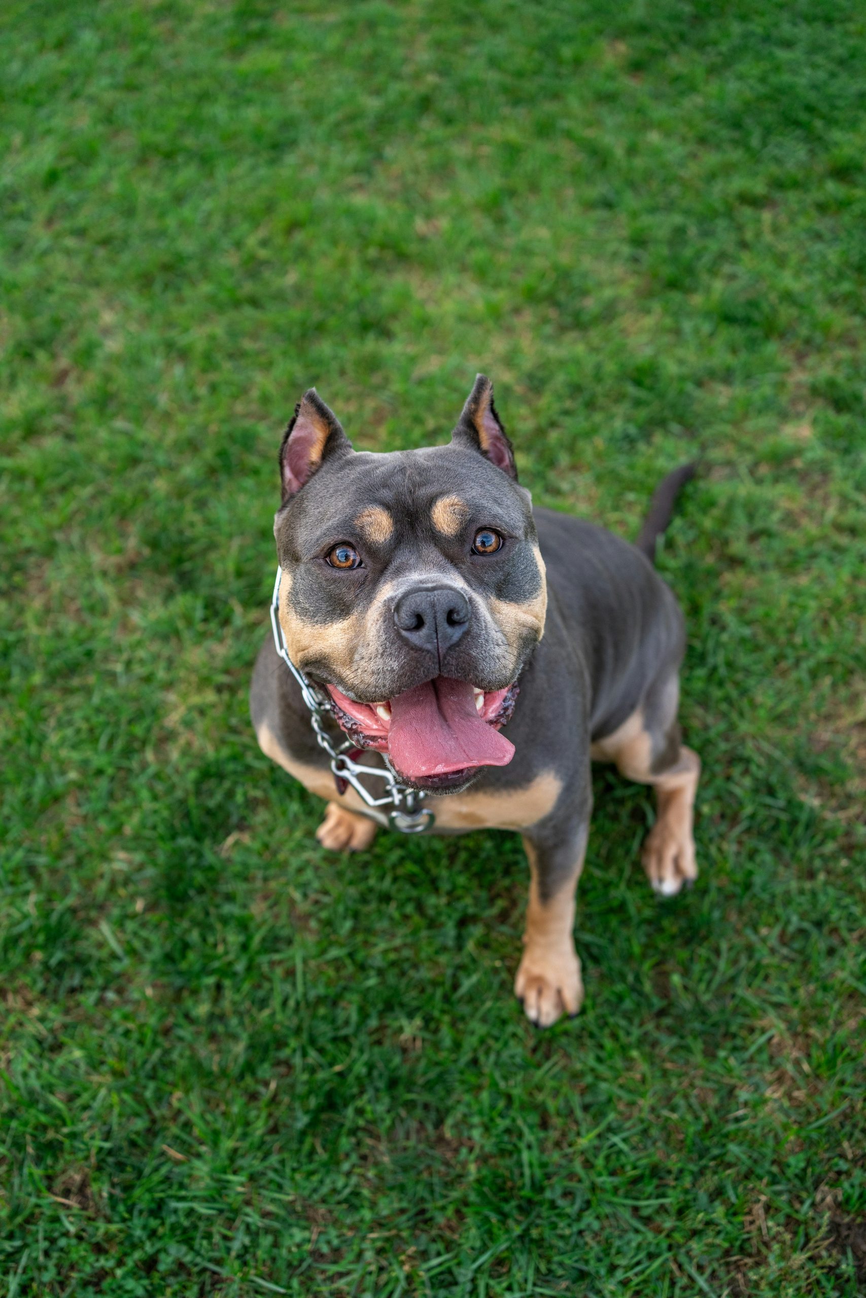 Online Vet Lakeland FL
