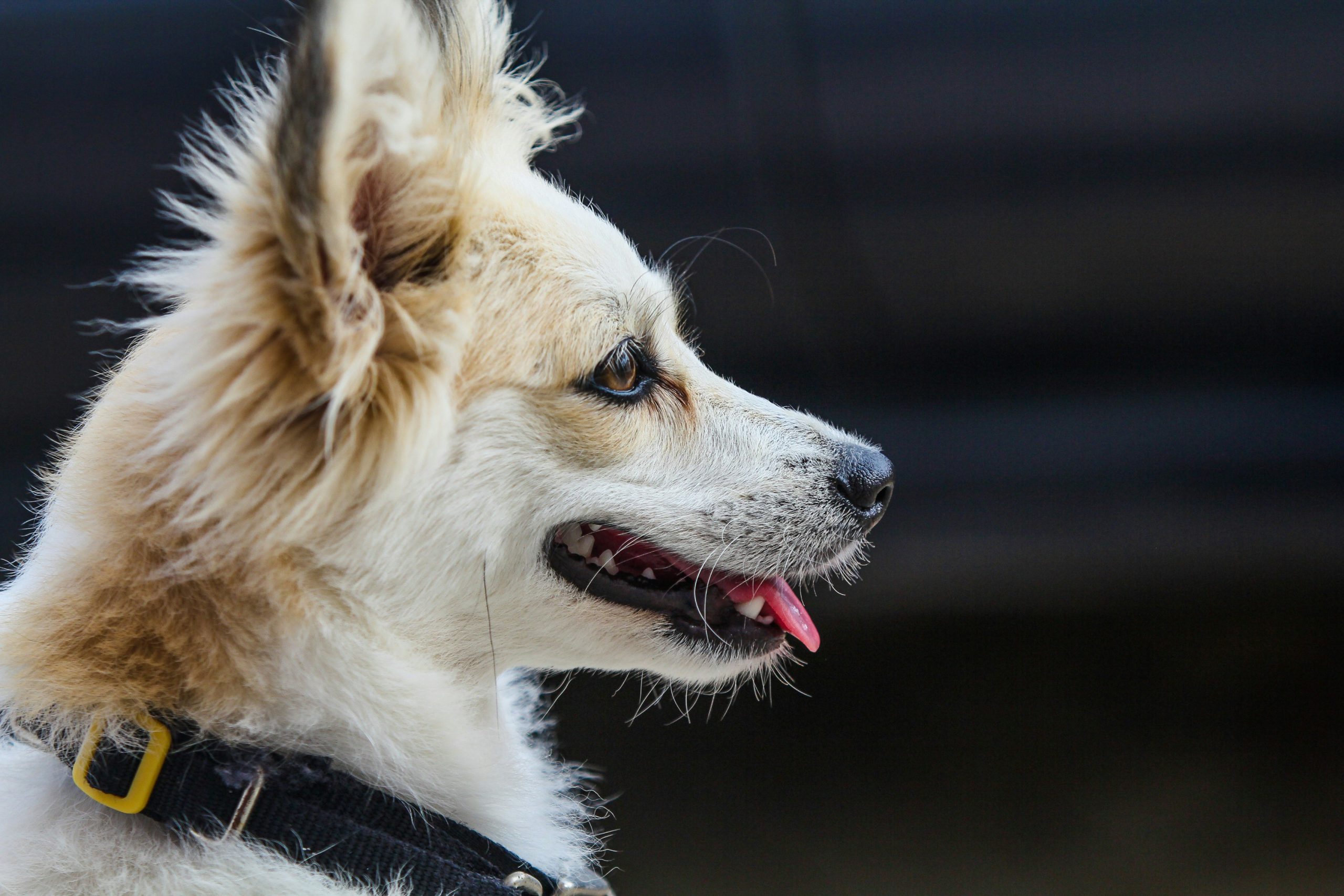 Online Vet Lansing MI