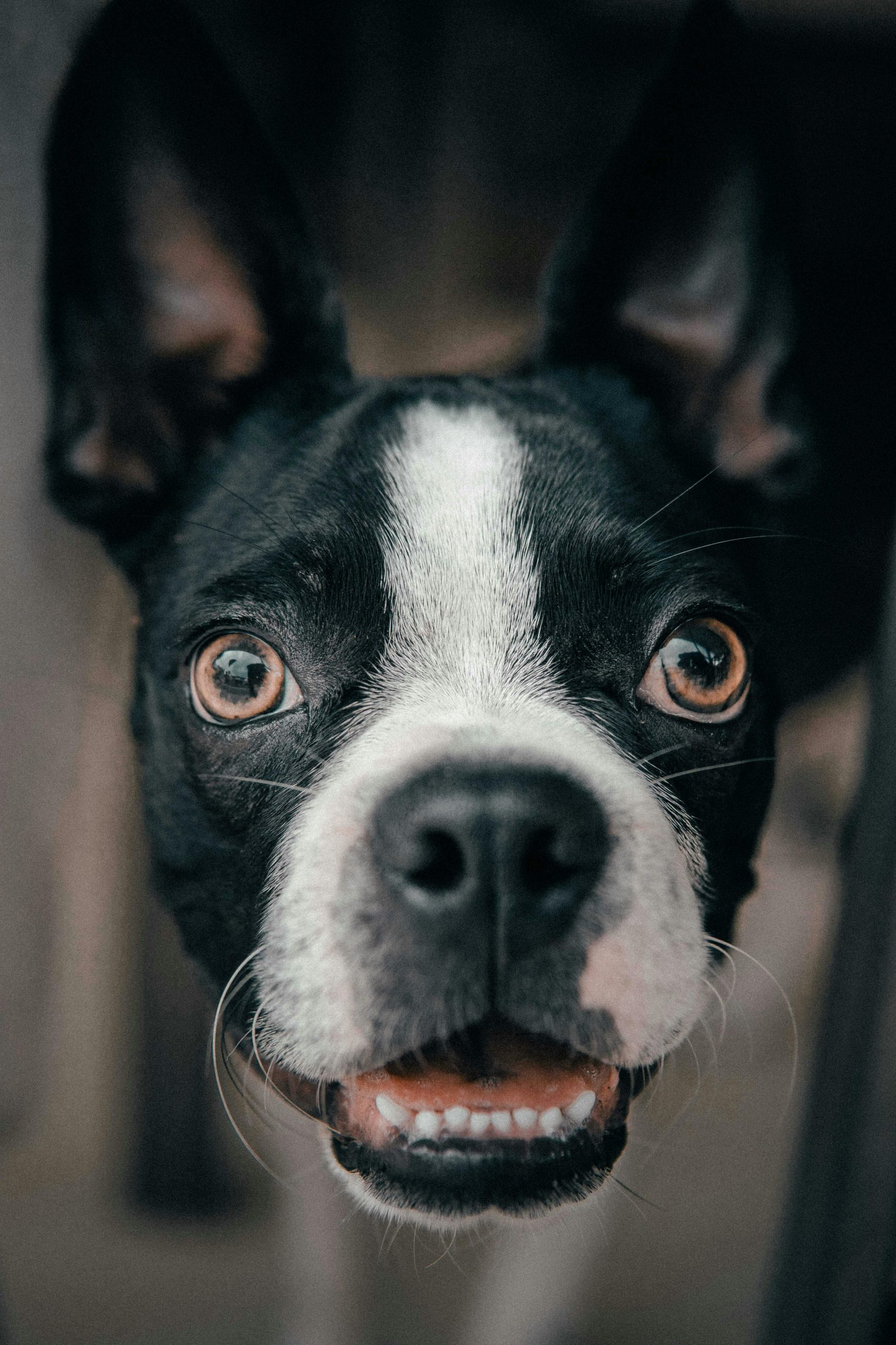 Online Vet Lansing MI