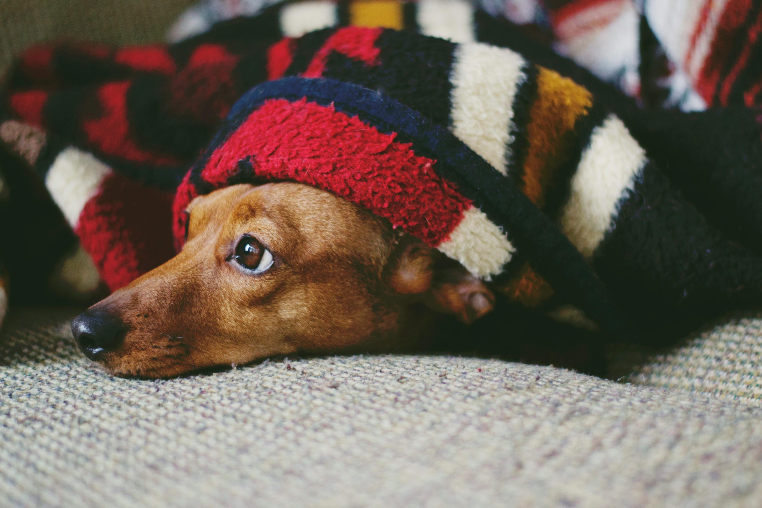 Online Vet Lansing MI