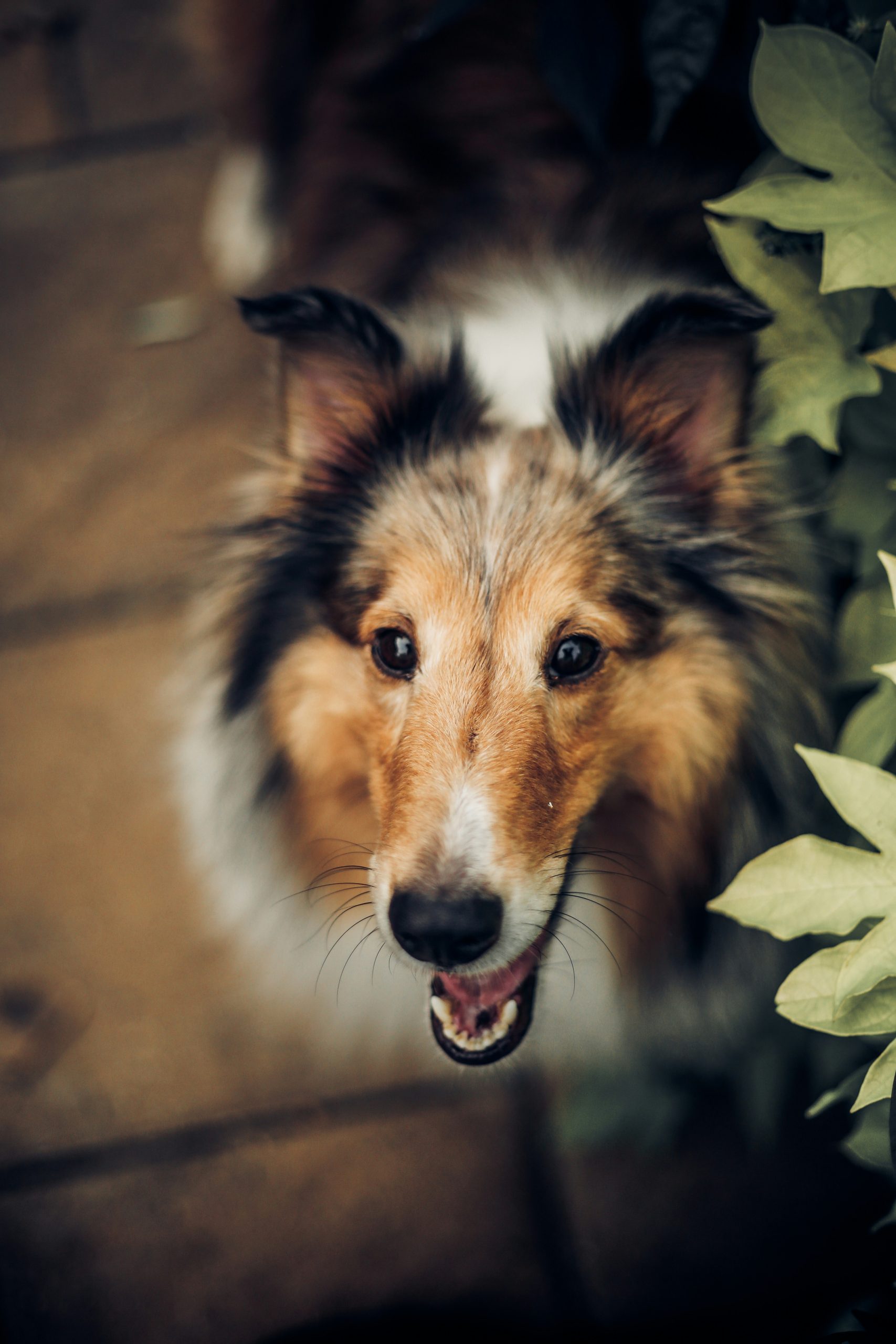 Online Vet Las Cruces NM