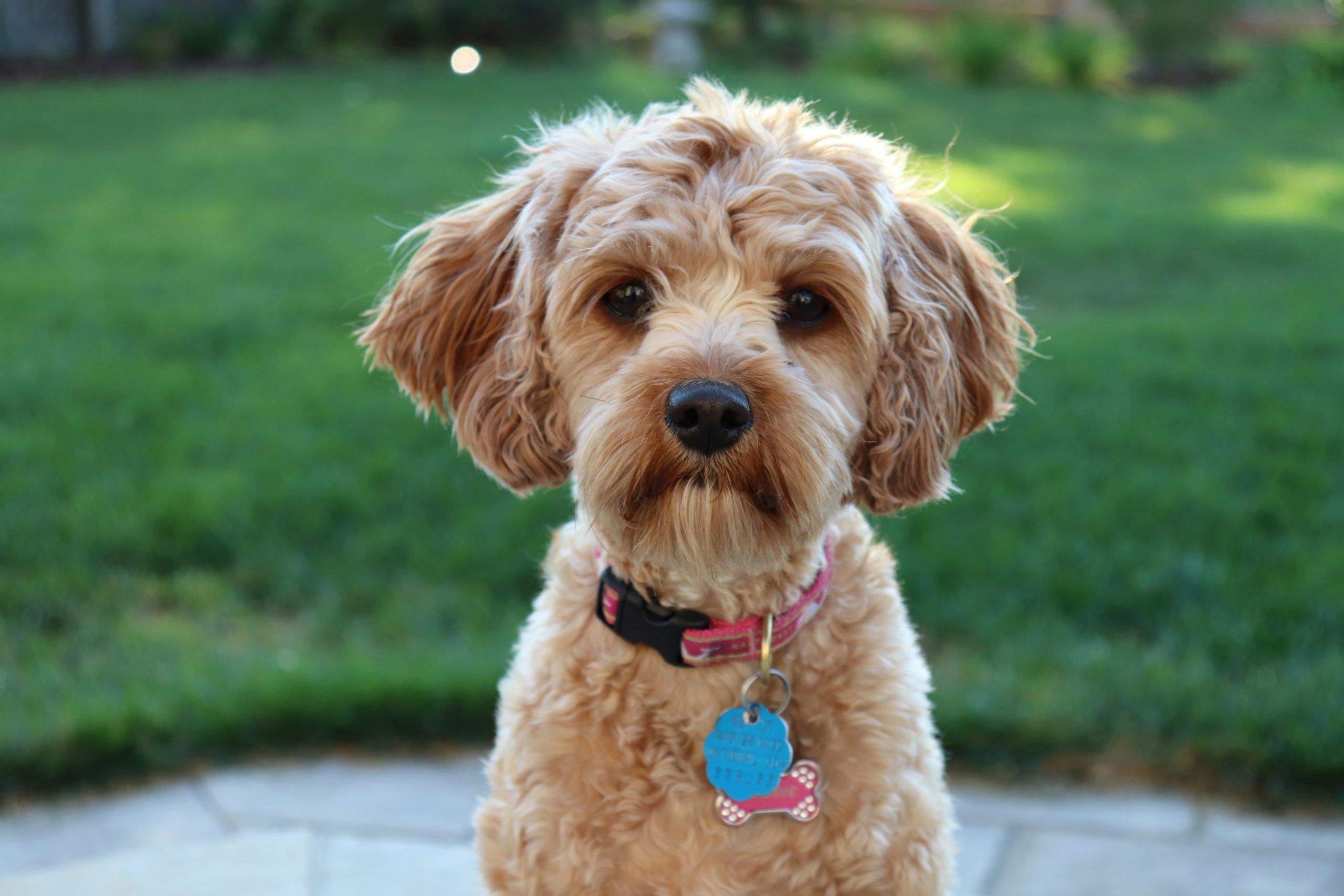 Online Vet Las Cruces NM