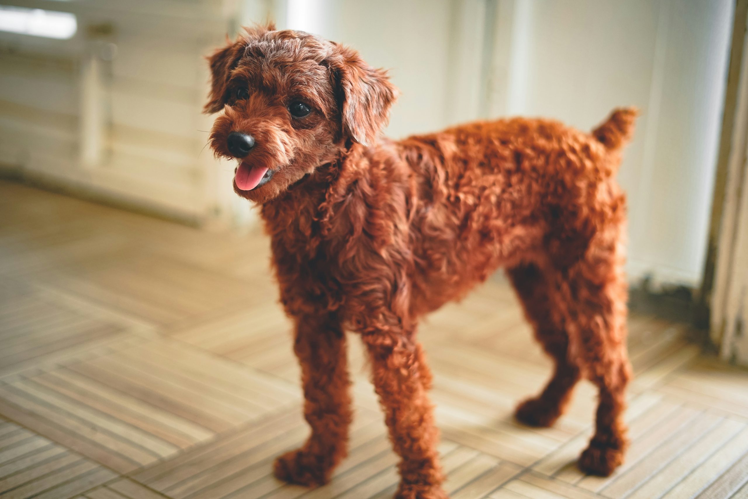 Online Vet Las Cruces NM