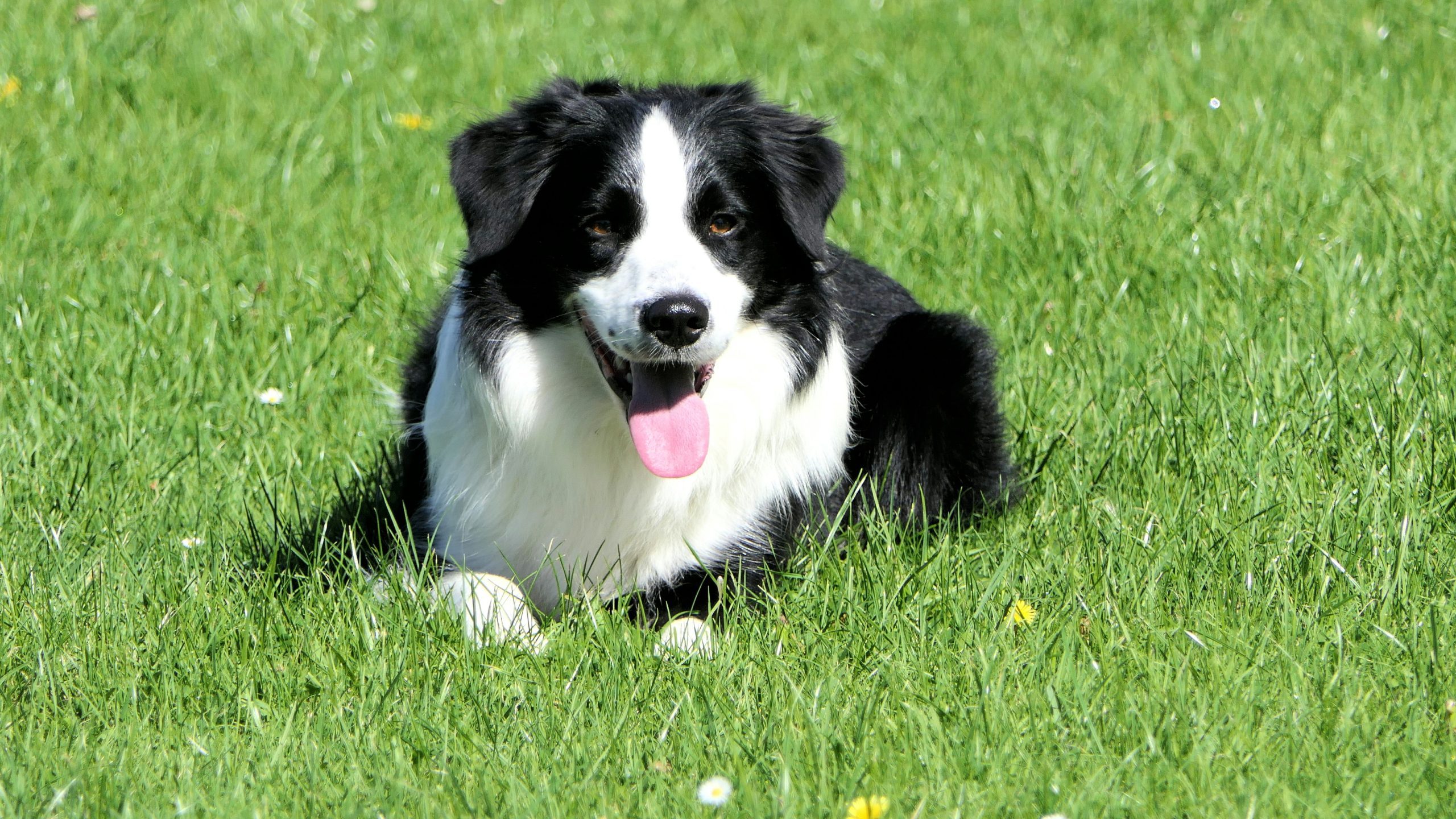 Online Vet Lewisville TX